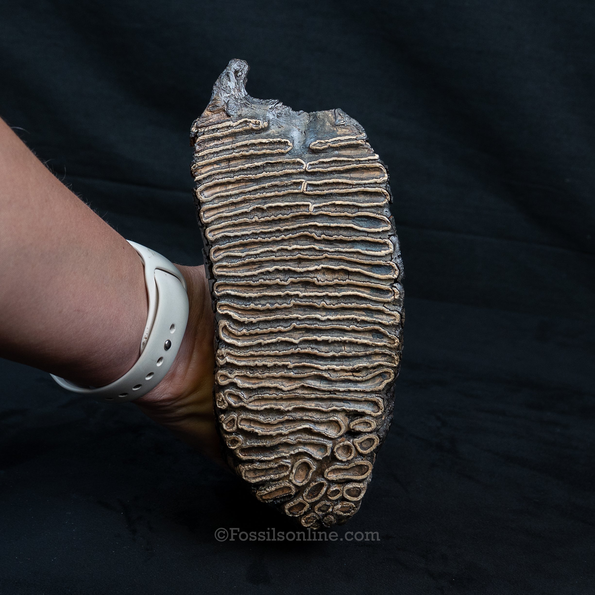 Woolly Mammoth Tooth from Alaska