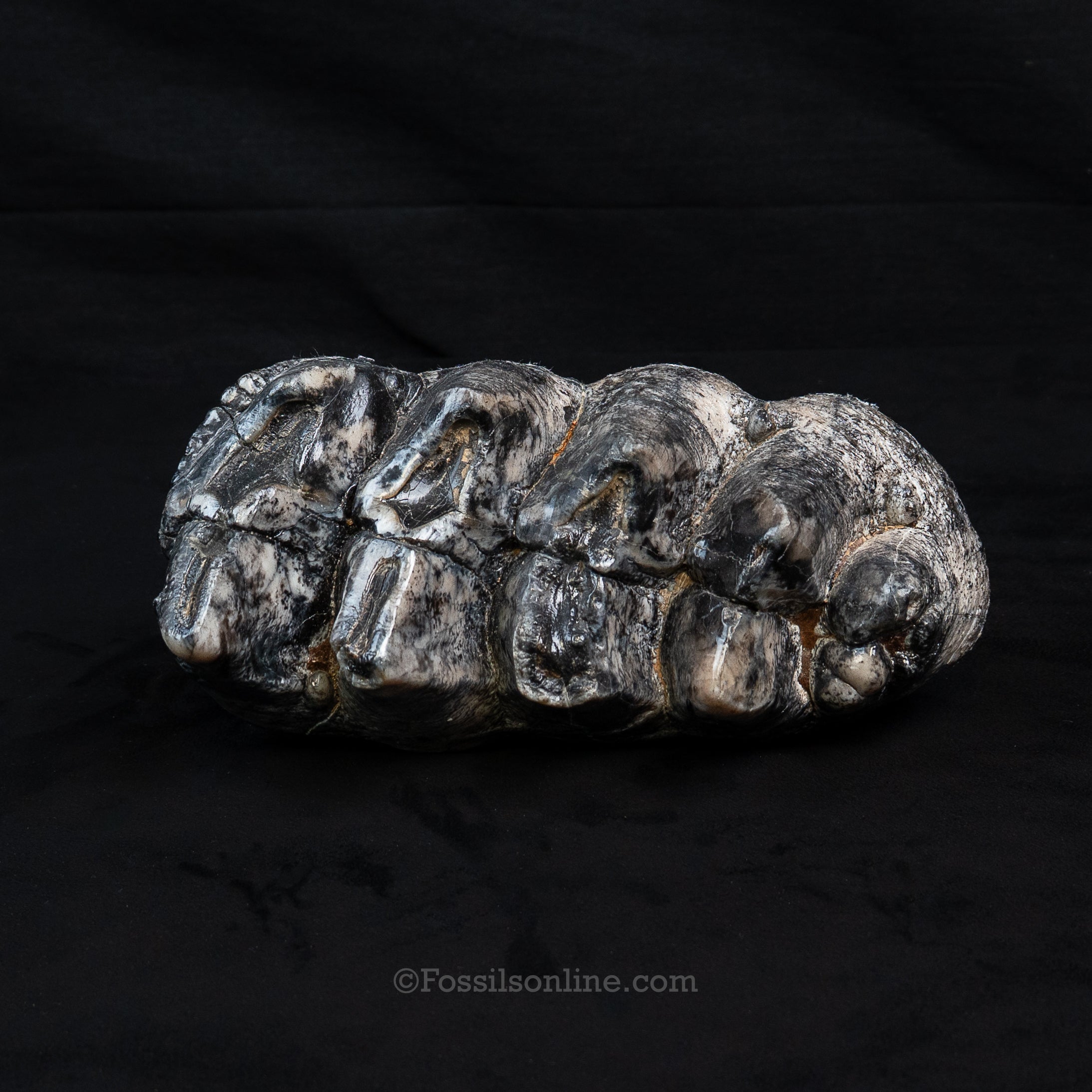 LG Mastodon Tooth