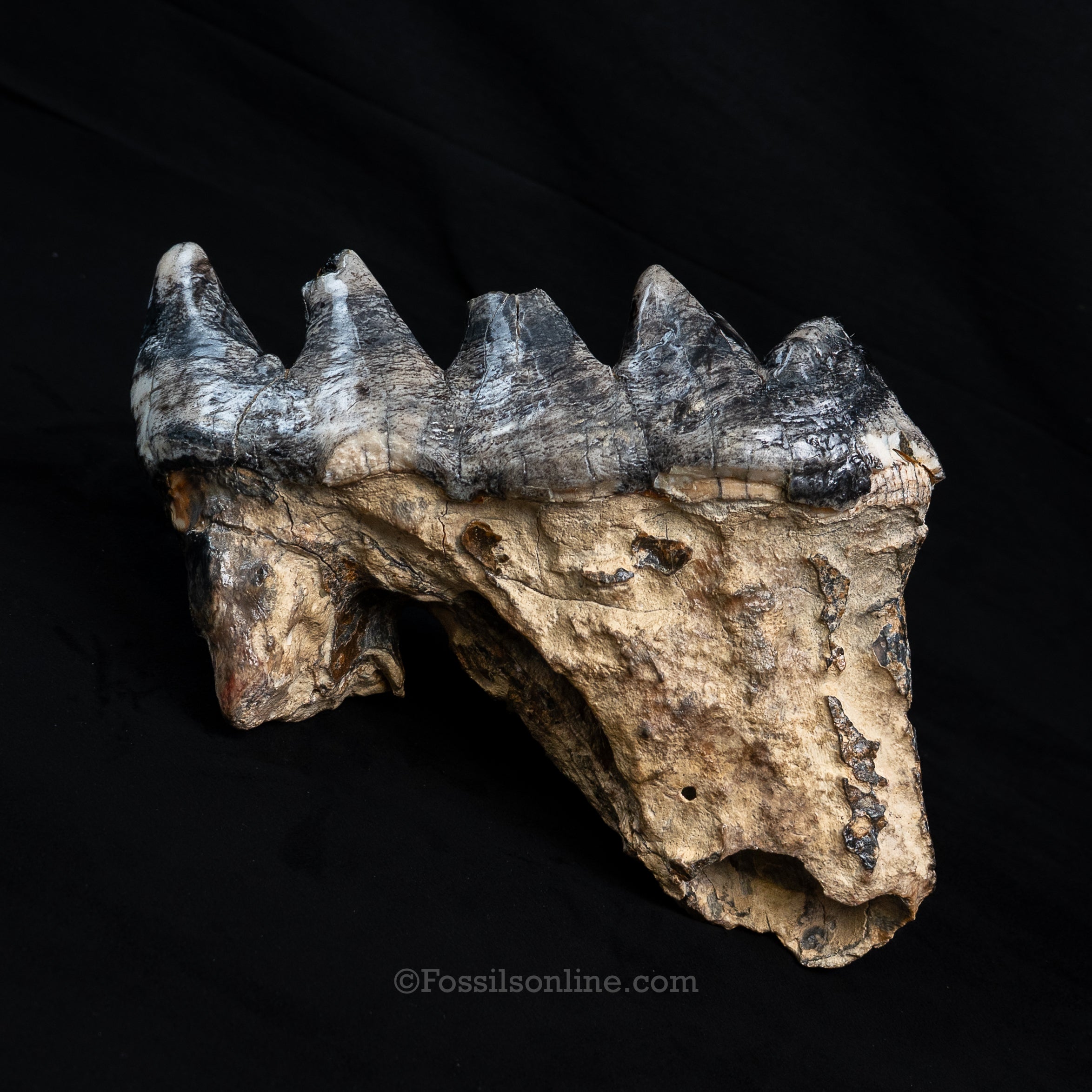 LG Mastodon Tooth