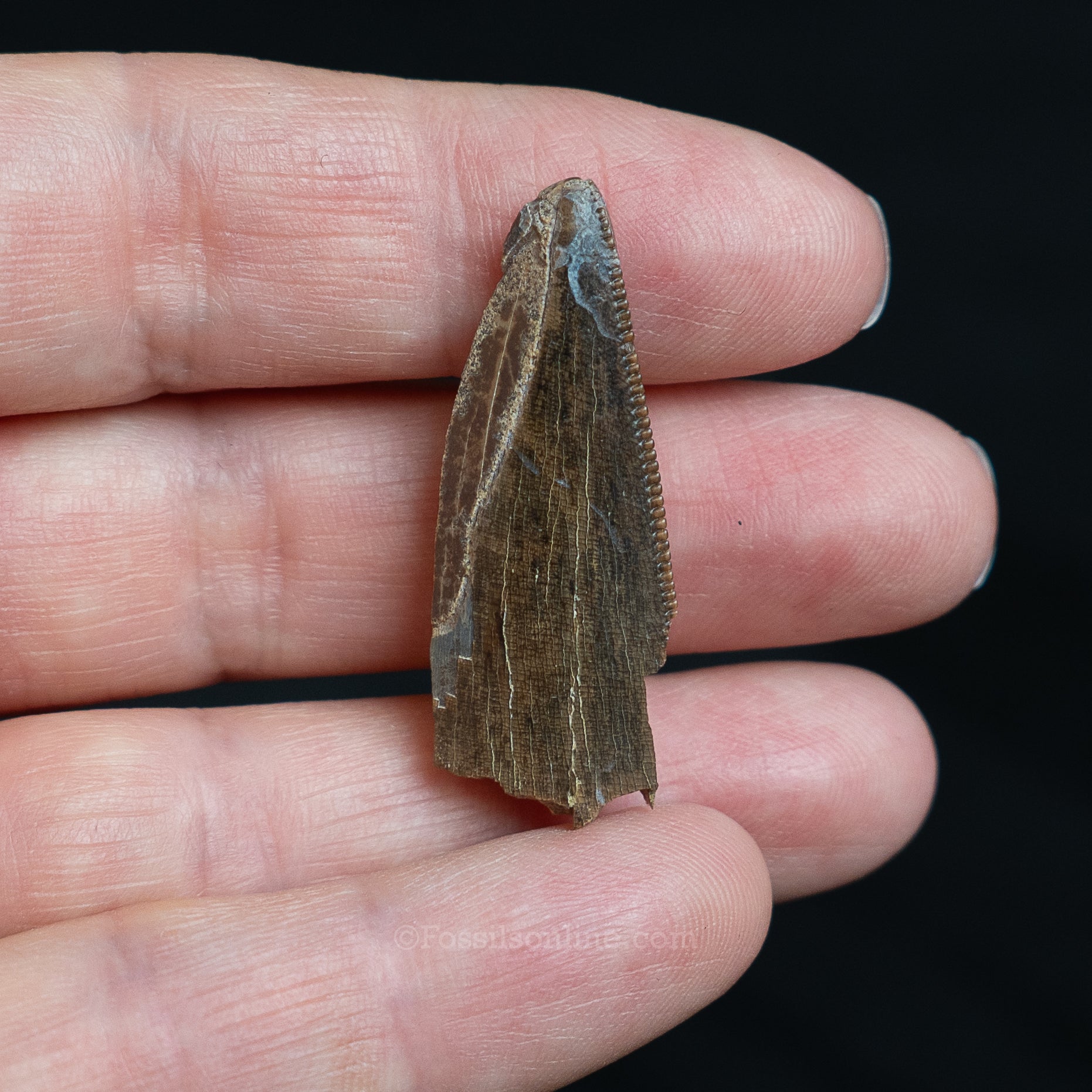 Tyrannosaurus rex Tooth Fragment