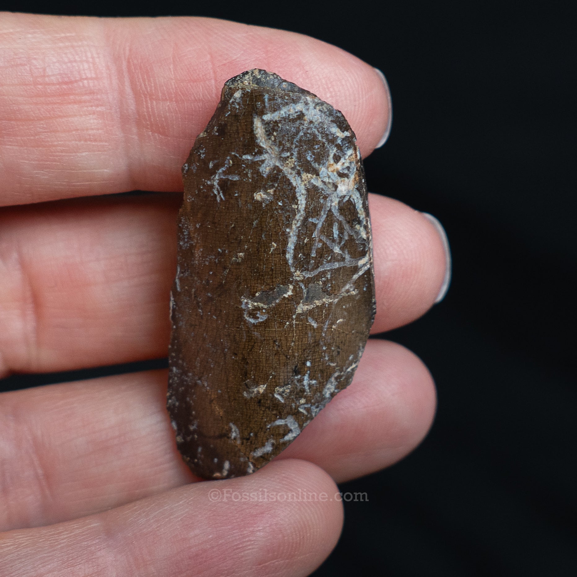 Tyrannosaurus rex Tooth Fragment