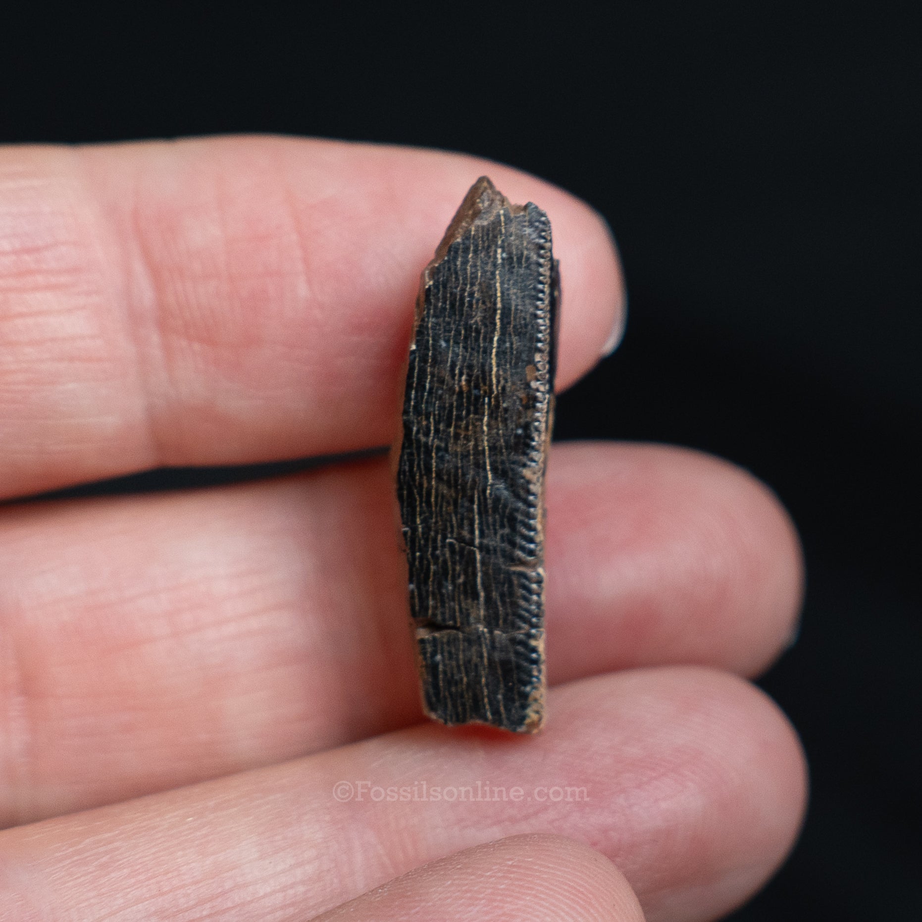 Tyrannosaurus rex Tooth Fragment