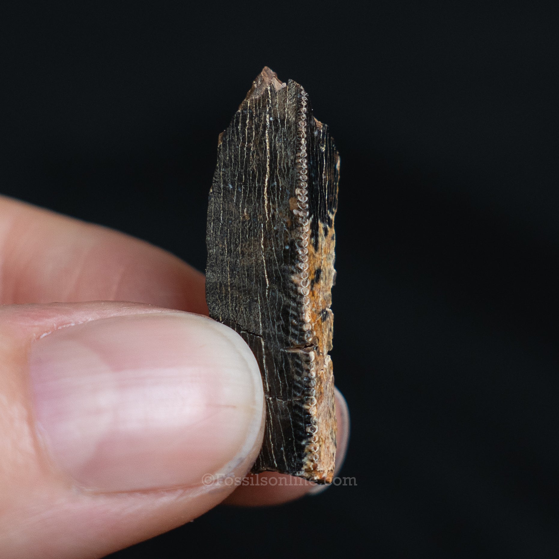 Tyrannosaurus rex Tooth Fragment