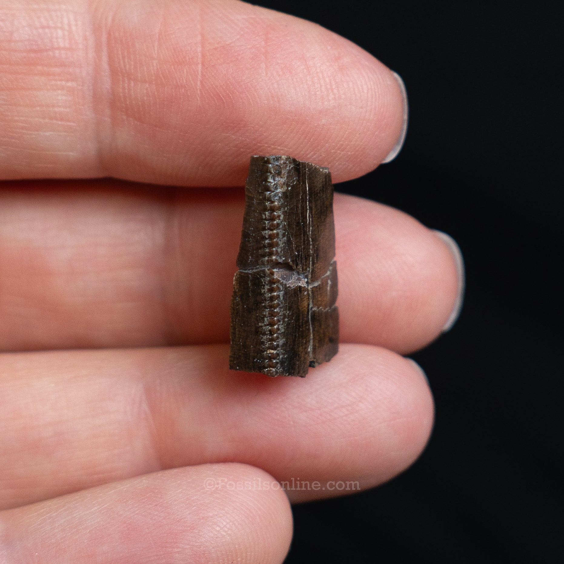 Tyrannosaurus rex Tooth Fragment
