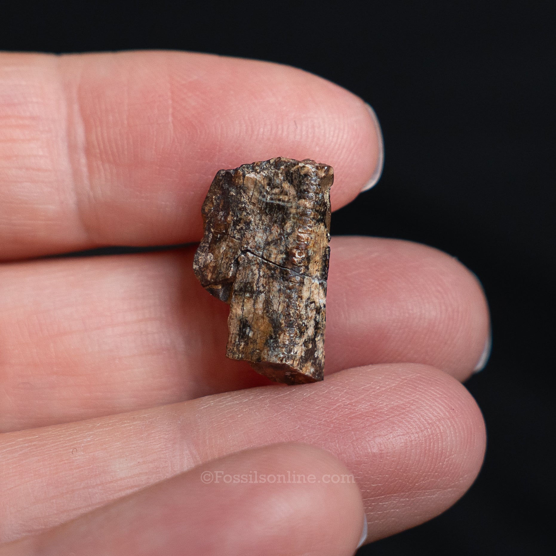 Tyrannosaurus rex Tooth Fragment