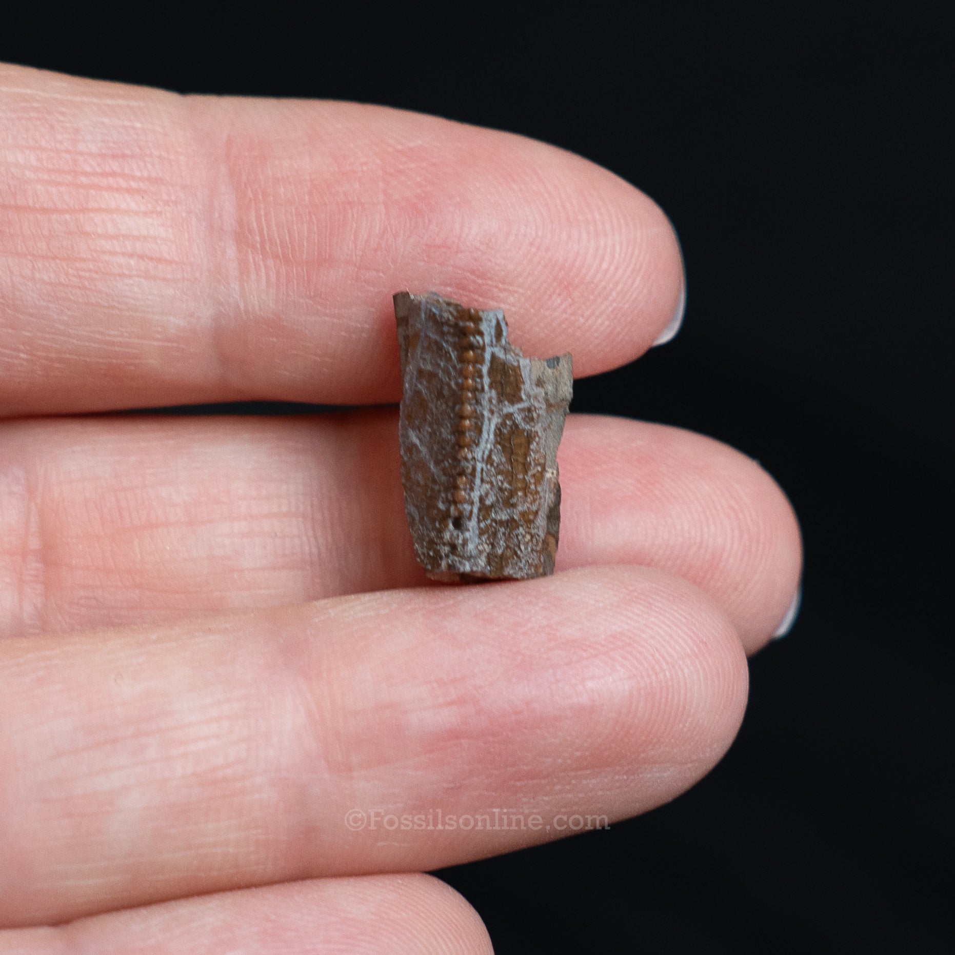 Tyrannosaurus rex Tooth Fragment