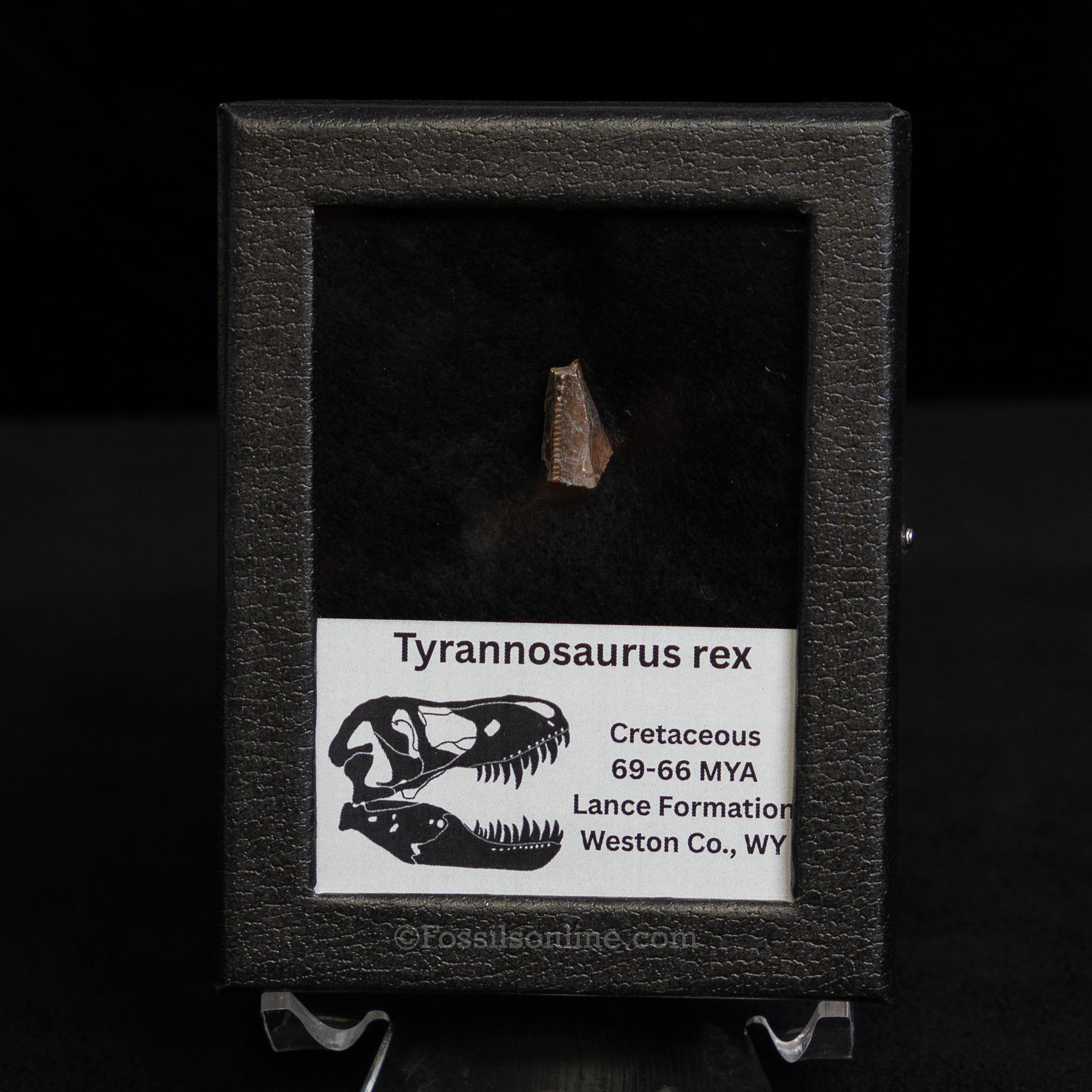 Tyrannosaurus rex Tooth Fragment
