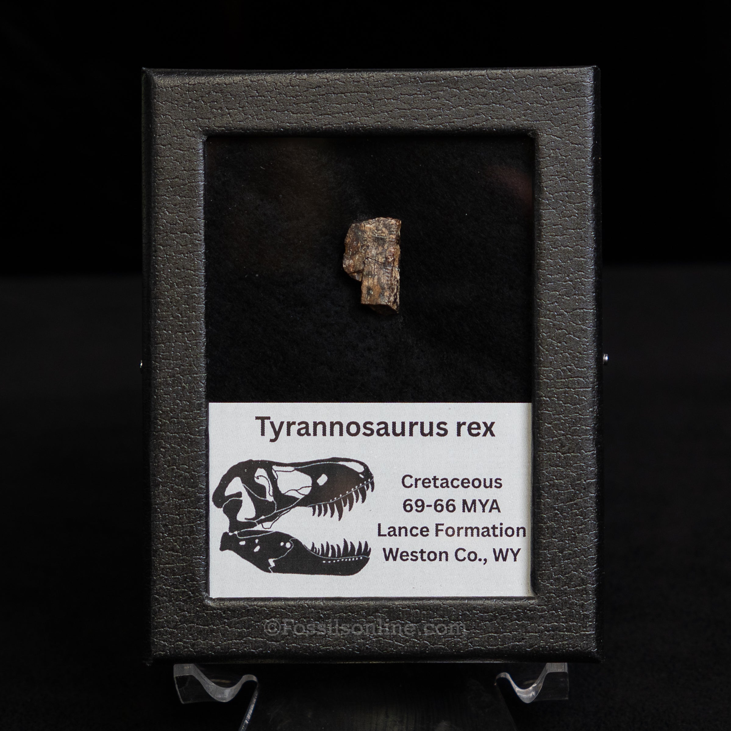 Tyrannosaurus rex Tooth Fragment