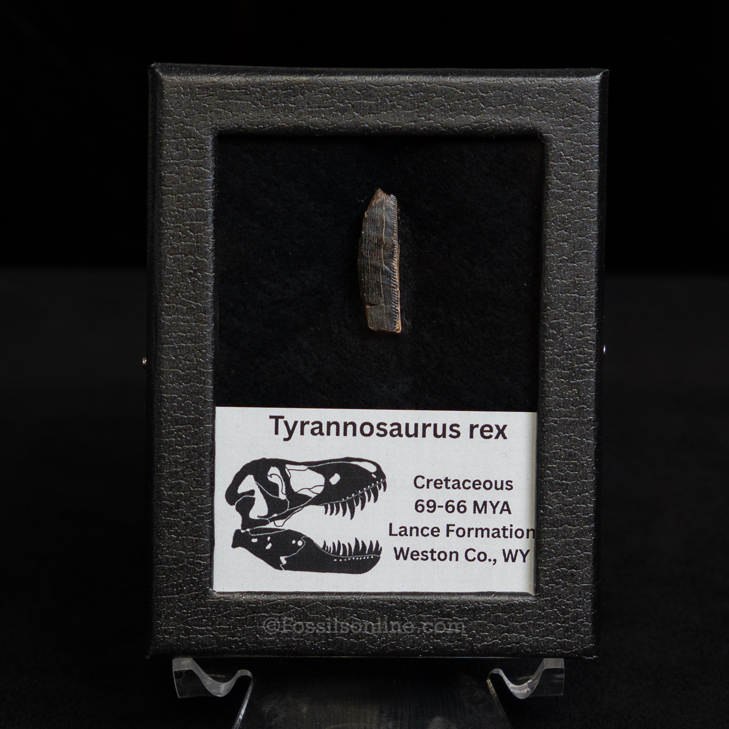 Tyrannosaurus rex Tooth Fragment
