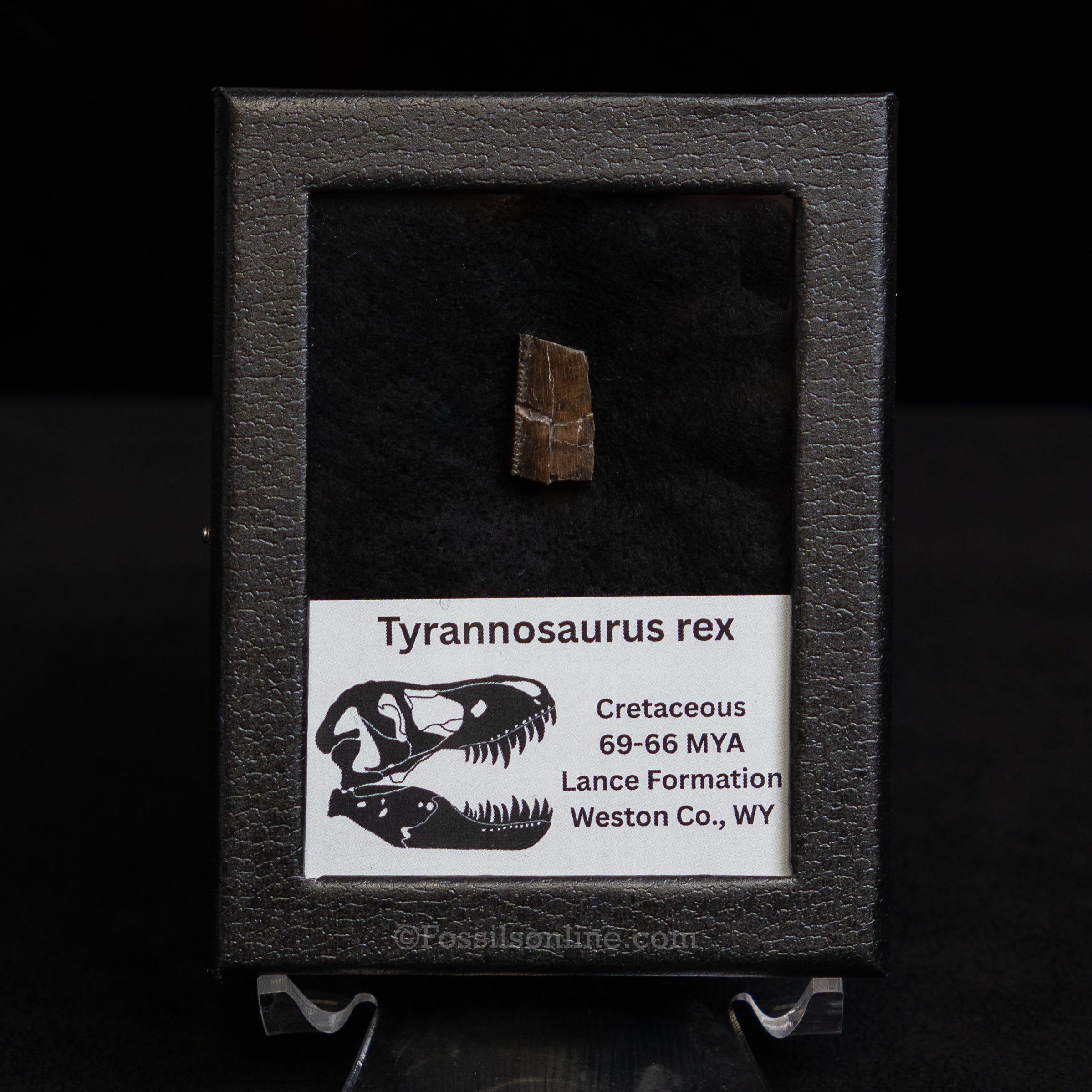 Tyrannosaurus rex Tooth Fragment