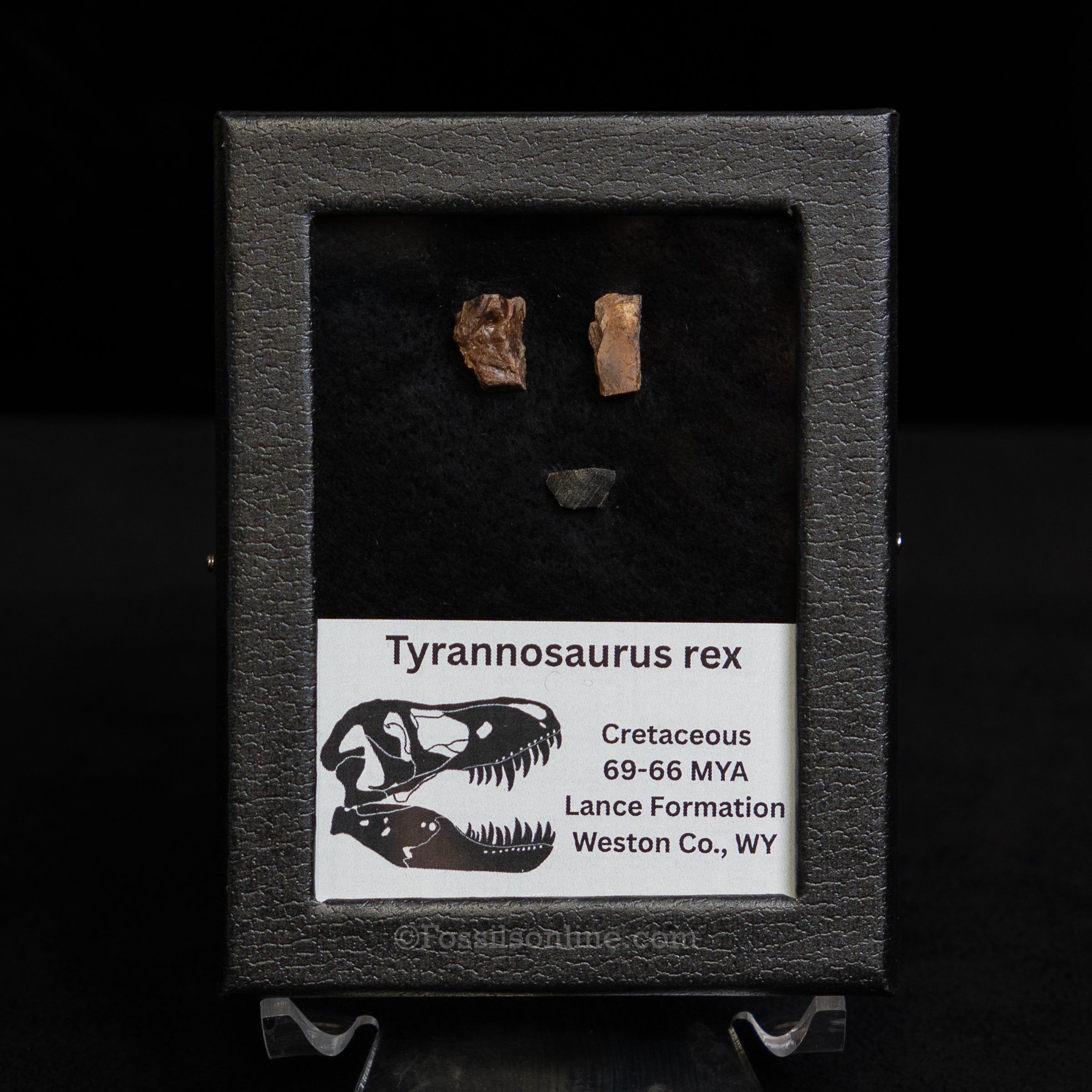 Tyrannosaurus rex Tooth Fragments