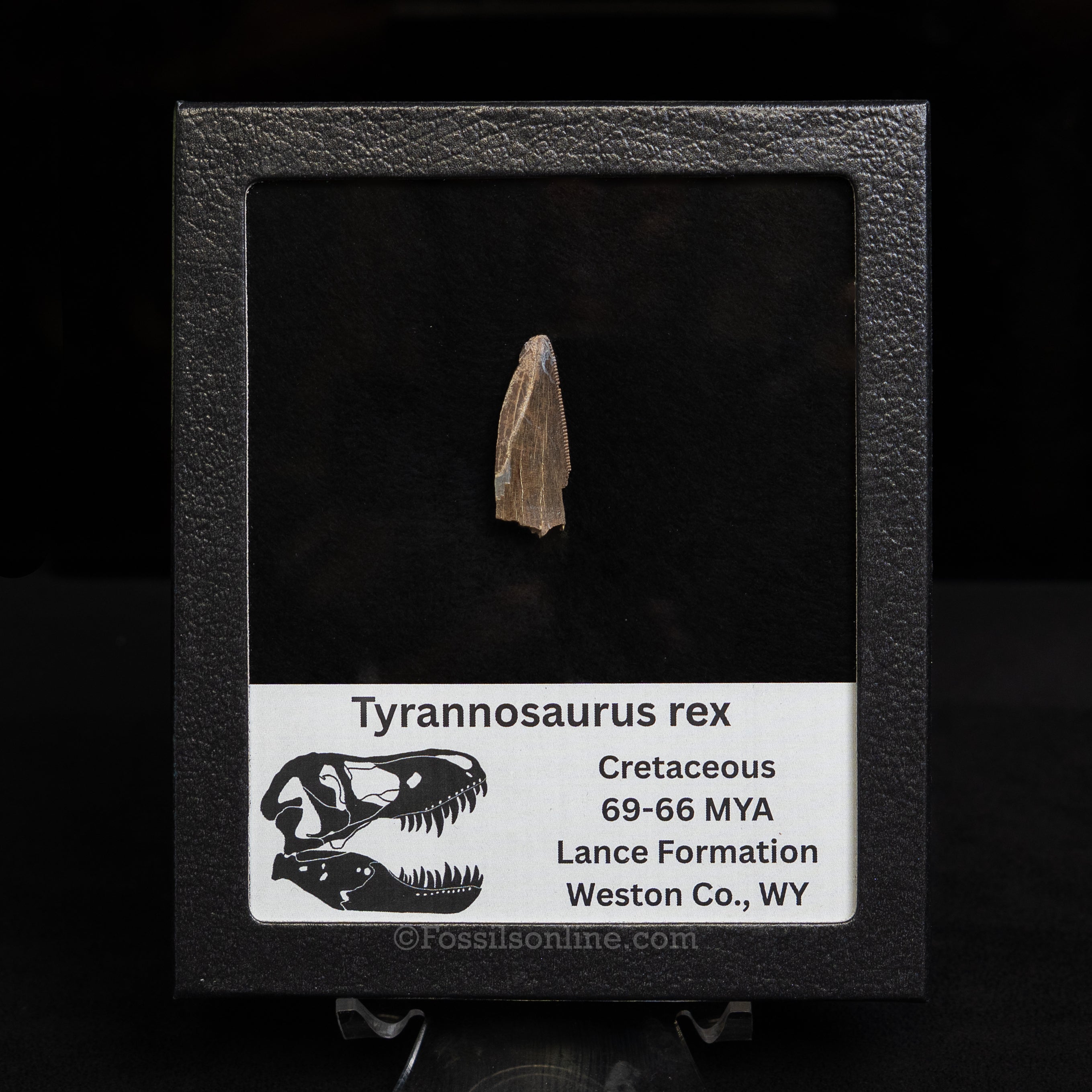 Tyrannosaurus rex Tooth Fragment
