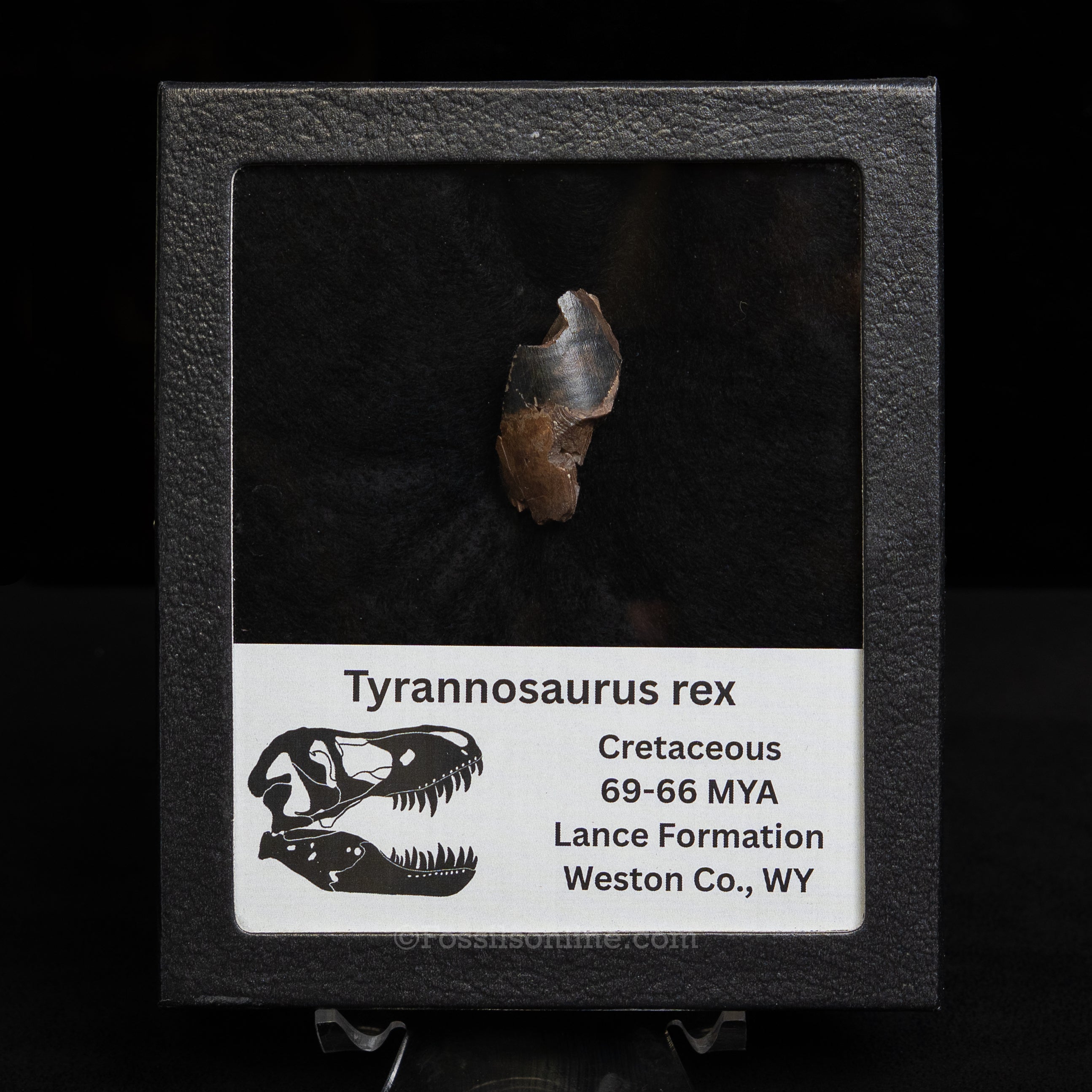 Tyrannosaurus rex Tooth Fragment