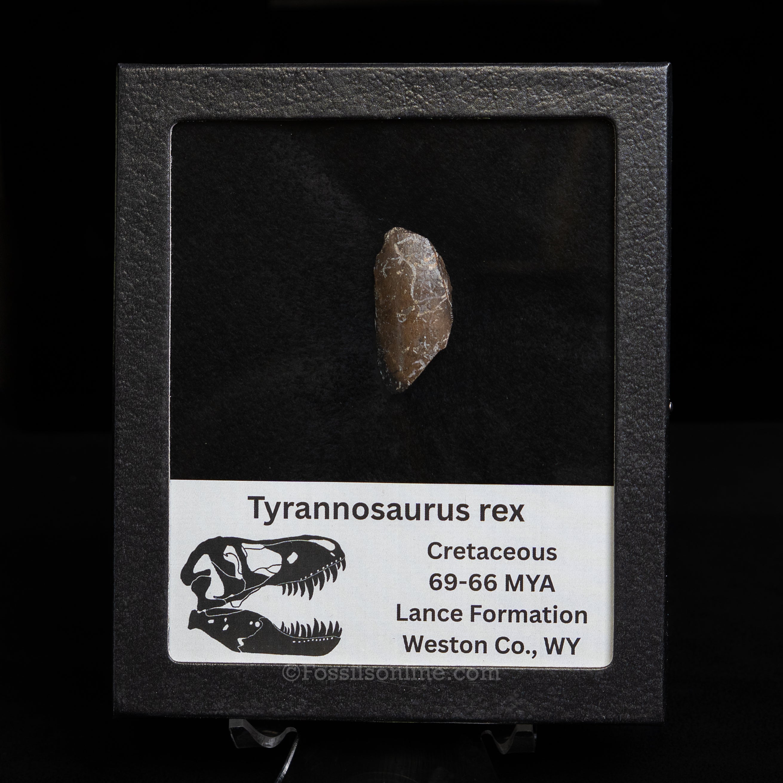 Tyrannosaurus rex Tooth Fragment