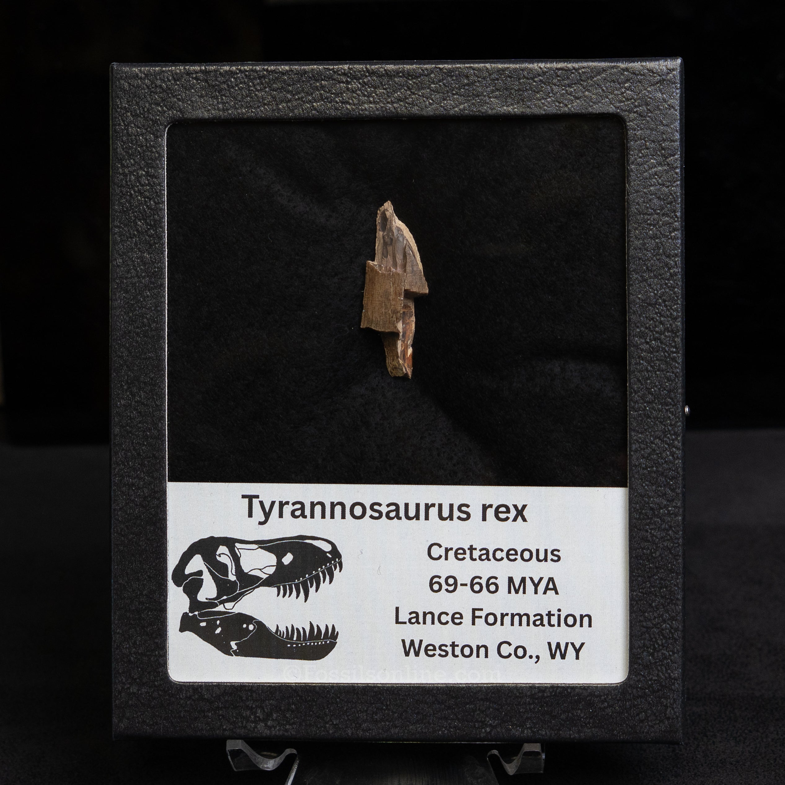 Tyrannosaurus rex Tooth Fragment