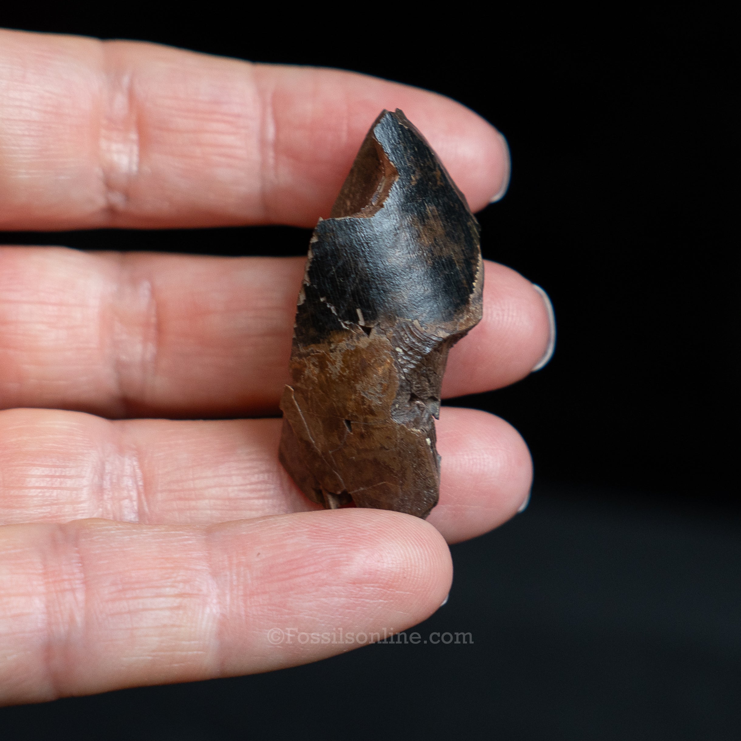 Tyrannosaurus rex Tooth Fragment