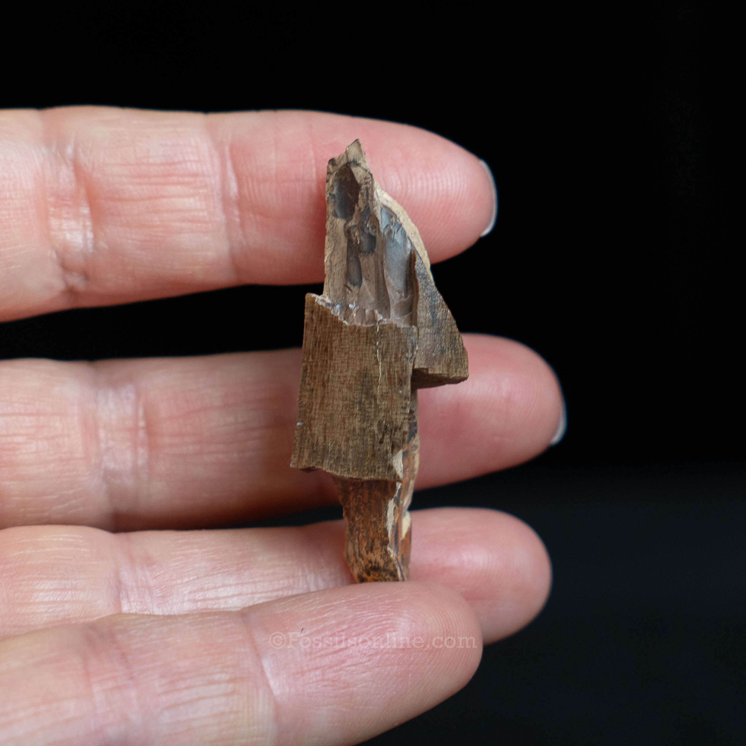 Tyrannosaurus rex Tooth Fragment