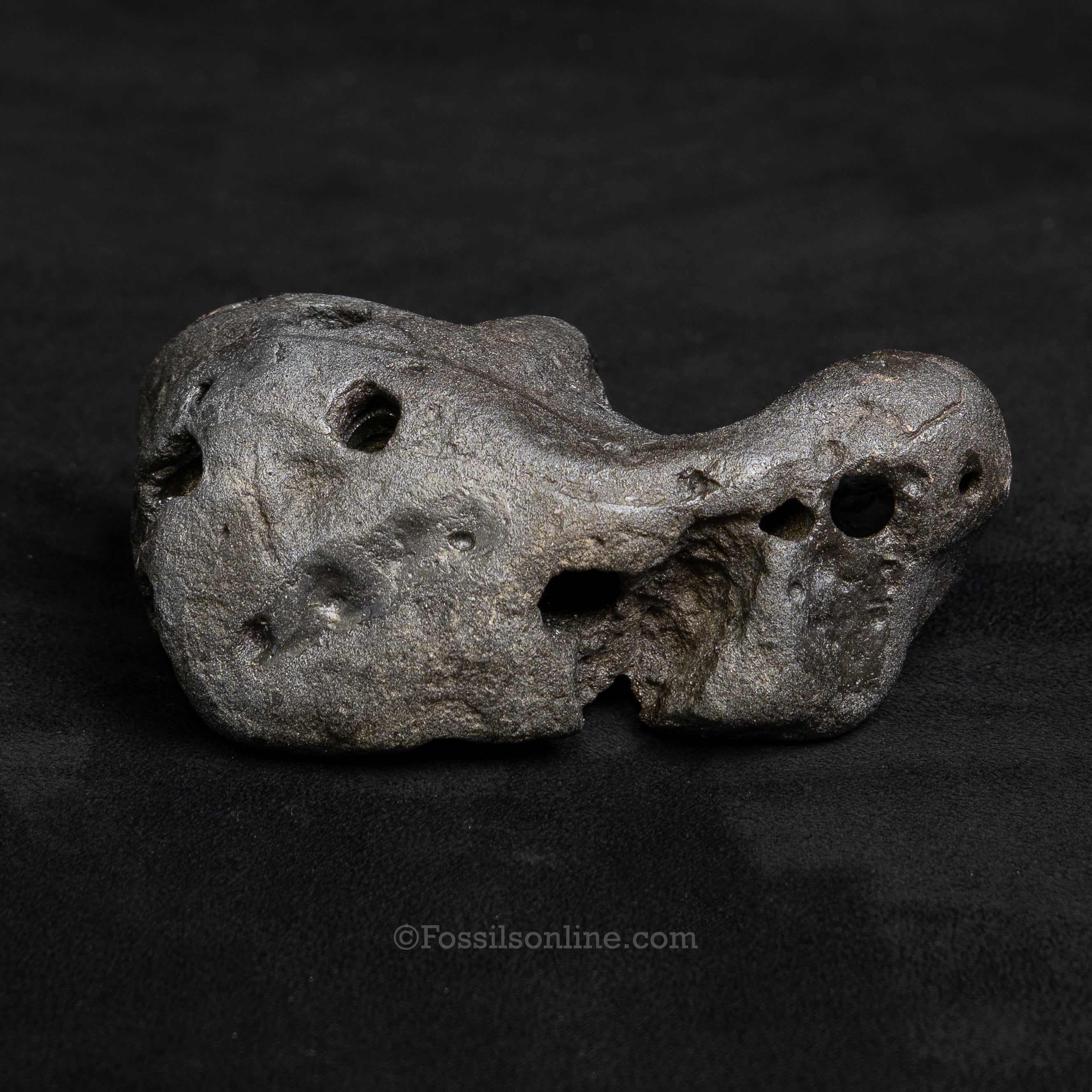 Crocodilian Coprolite