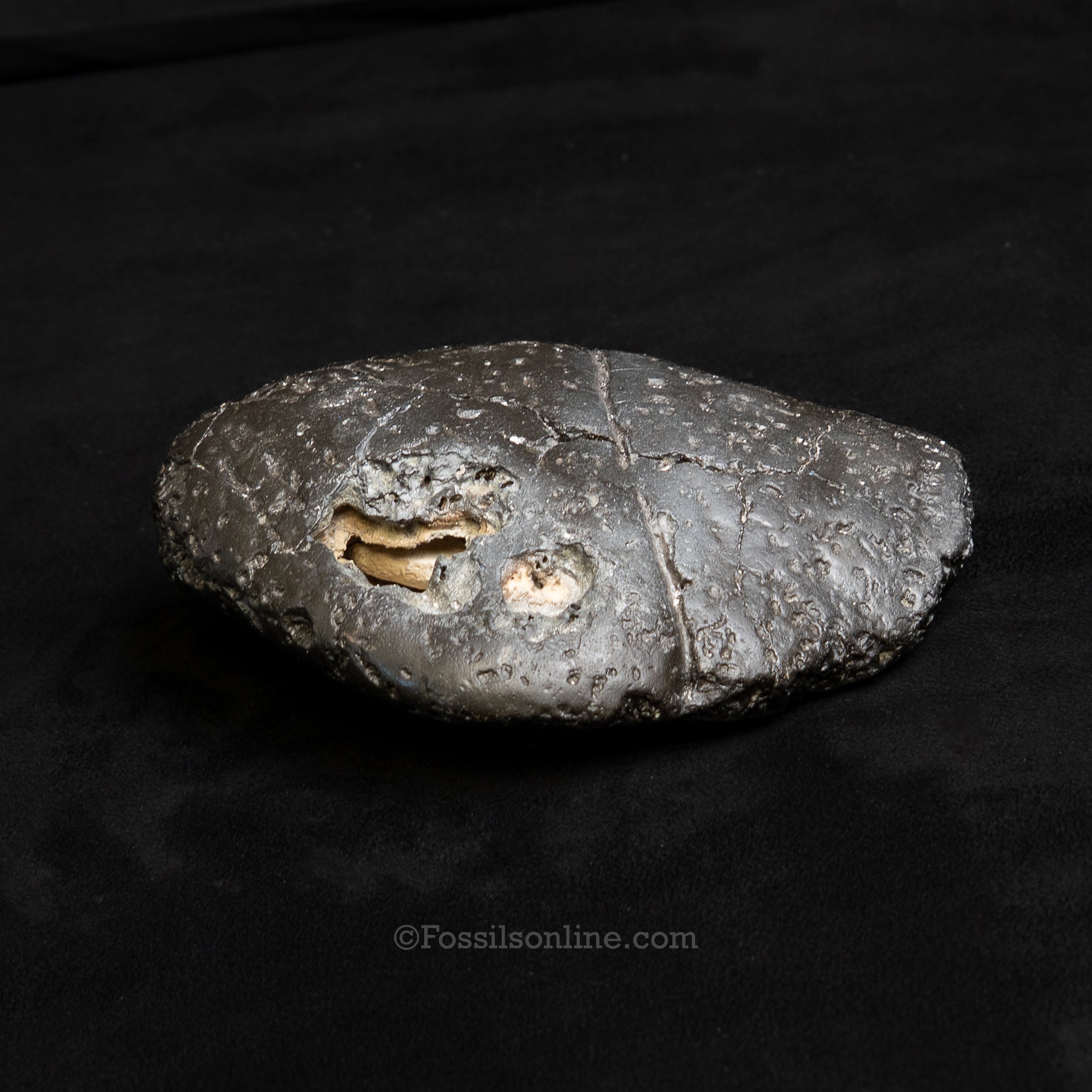 Crocodilian Coprolite