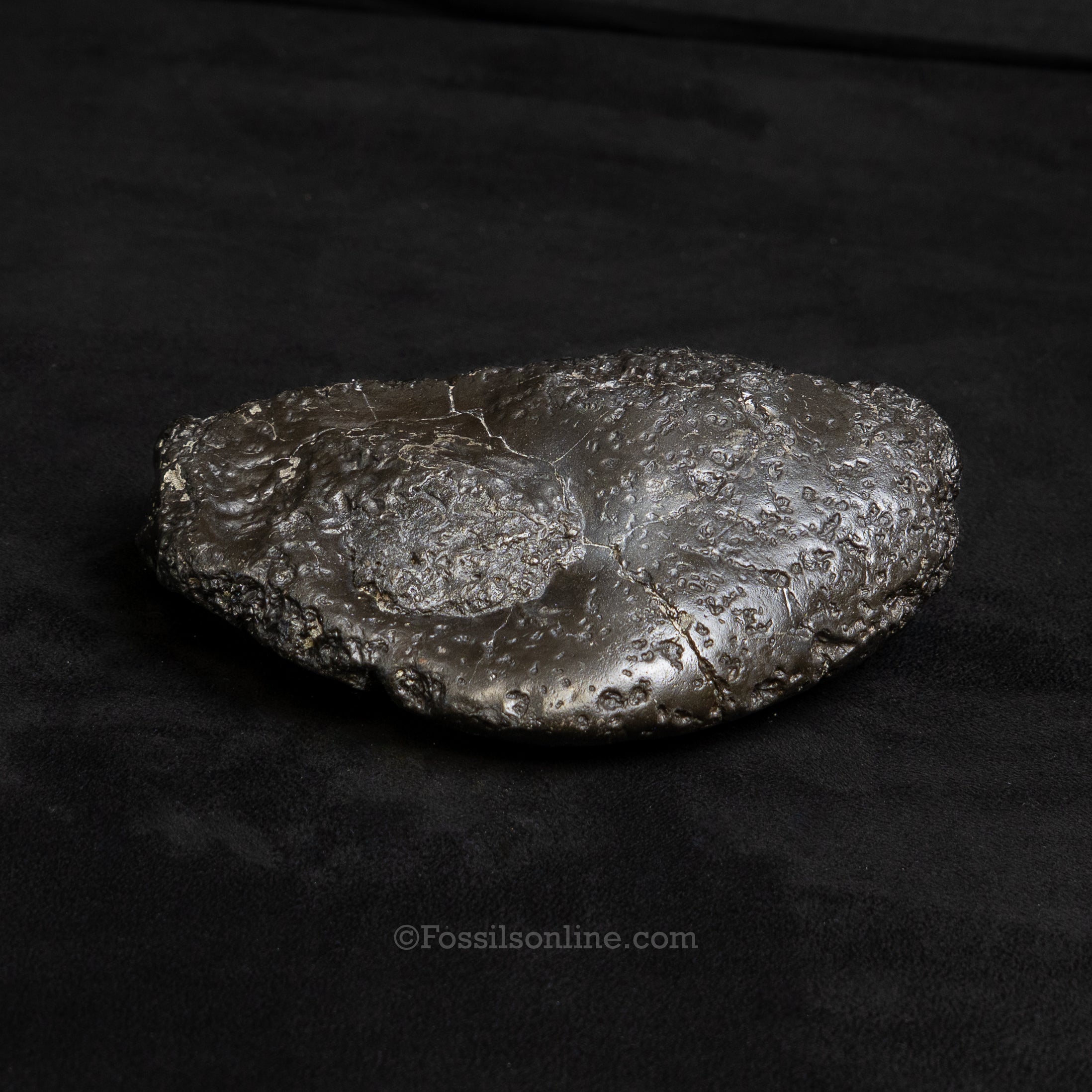 Crocodilian Coprolite