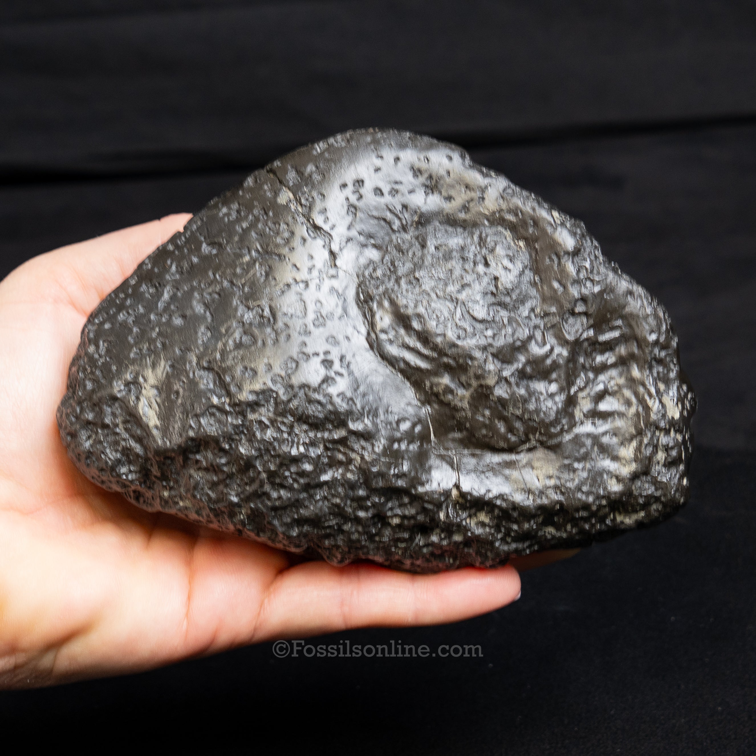 Crocodilian Coprolite
