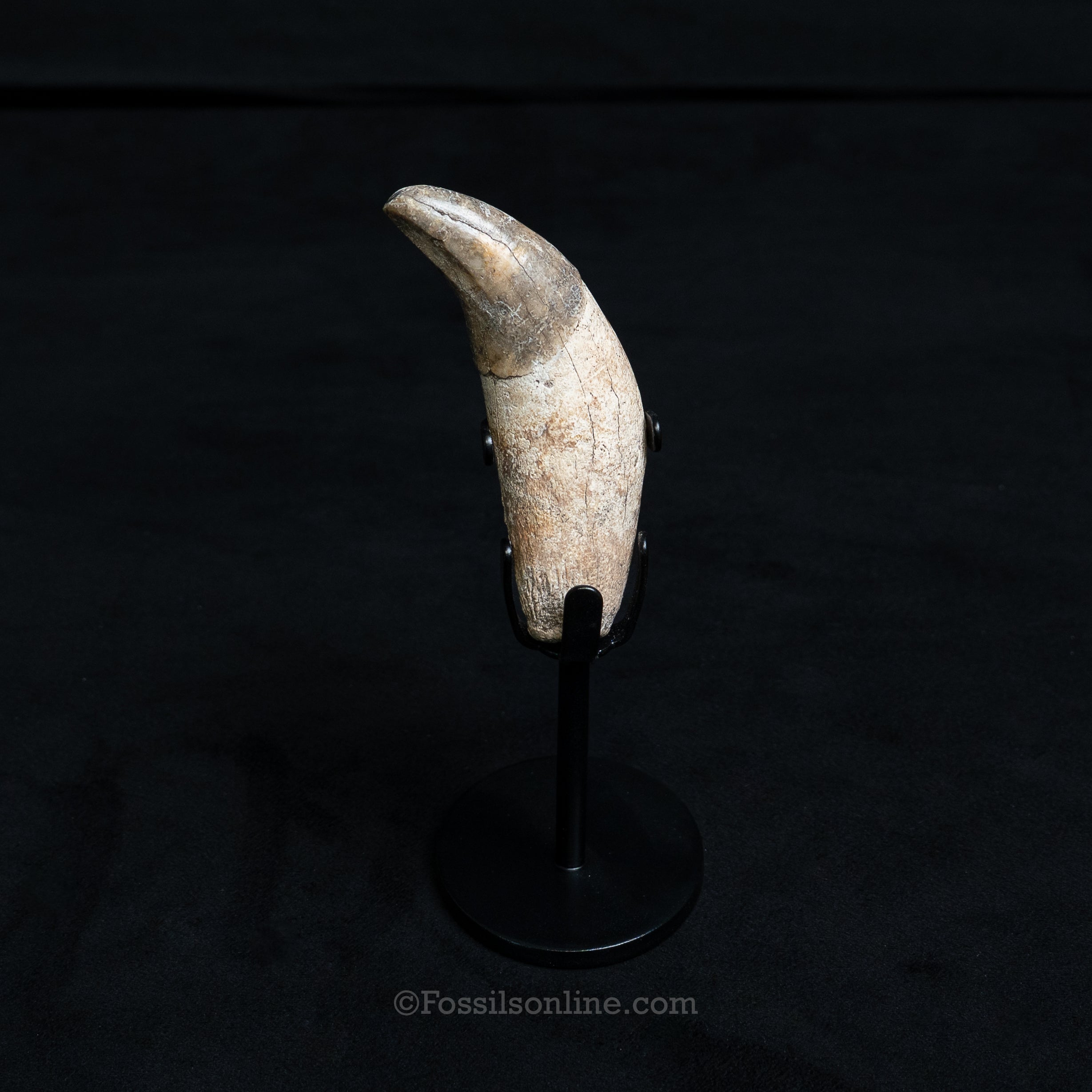 Fossil Jaguar Canine 2.94"