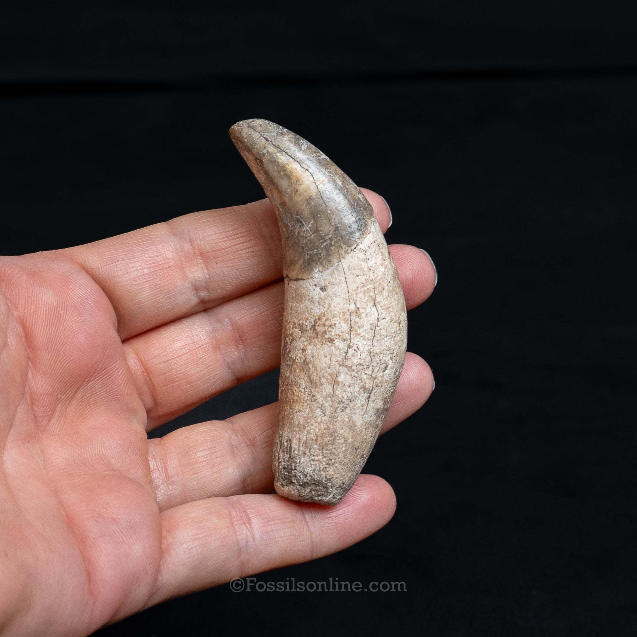 Fossil Jaguar Canine 2.94"