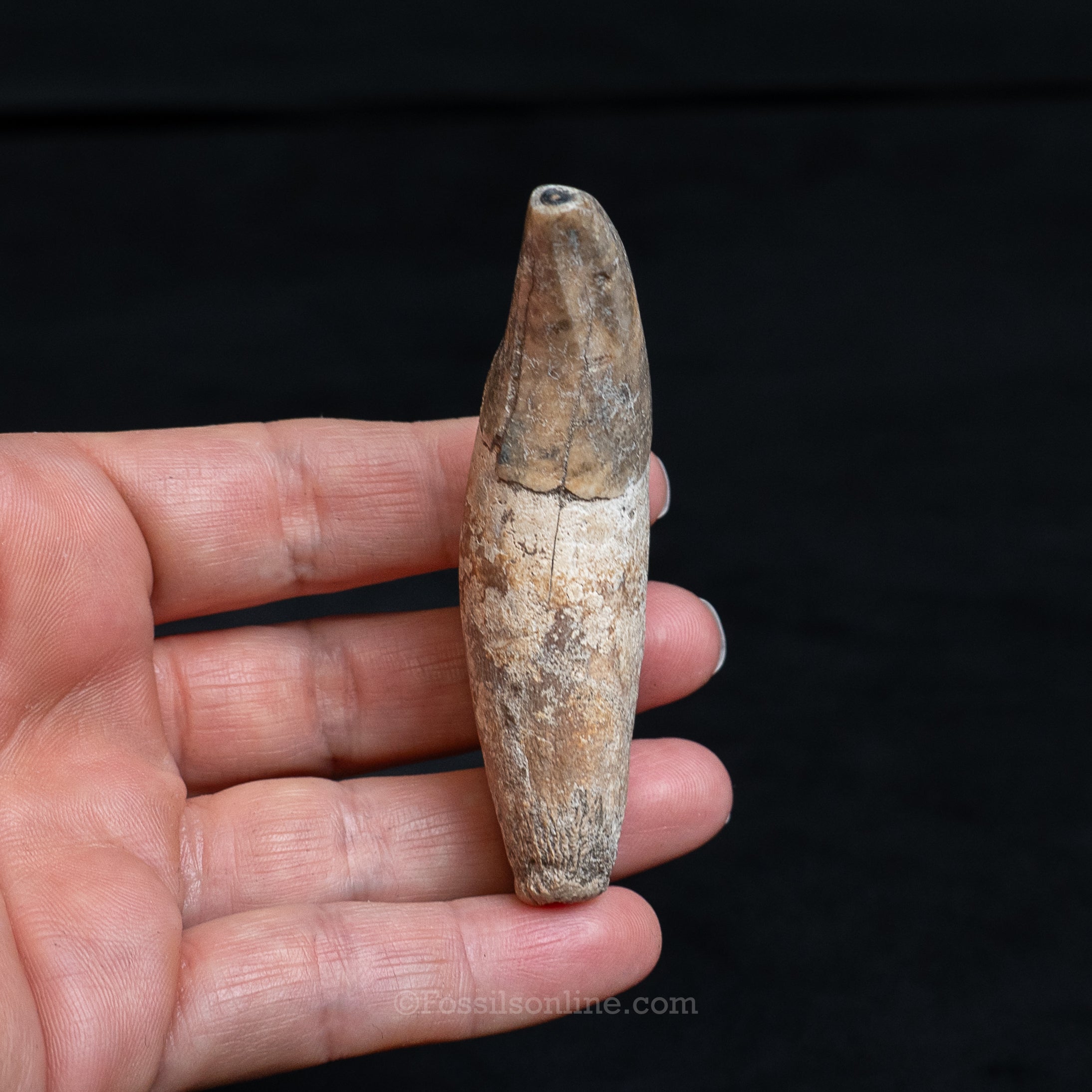 Fossil Jaguar Canine 2.94"