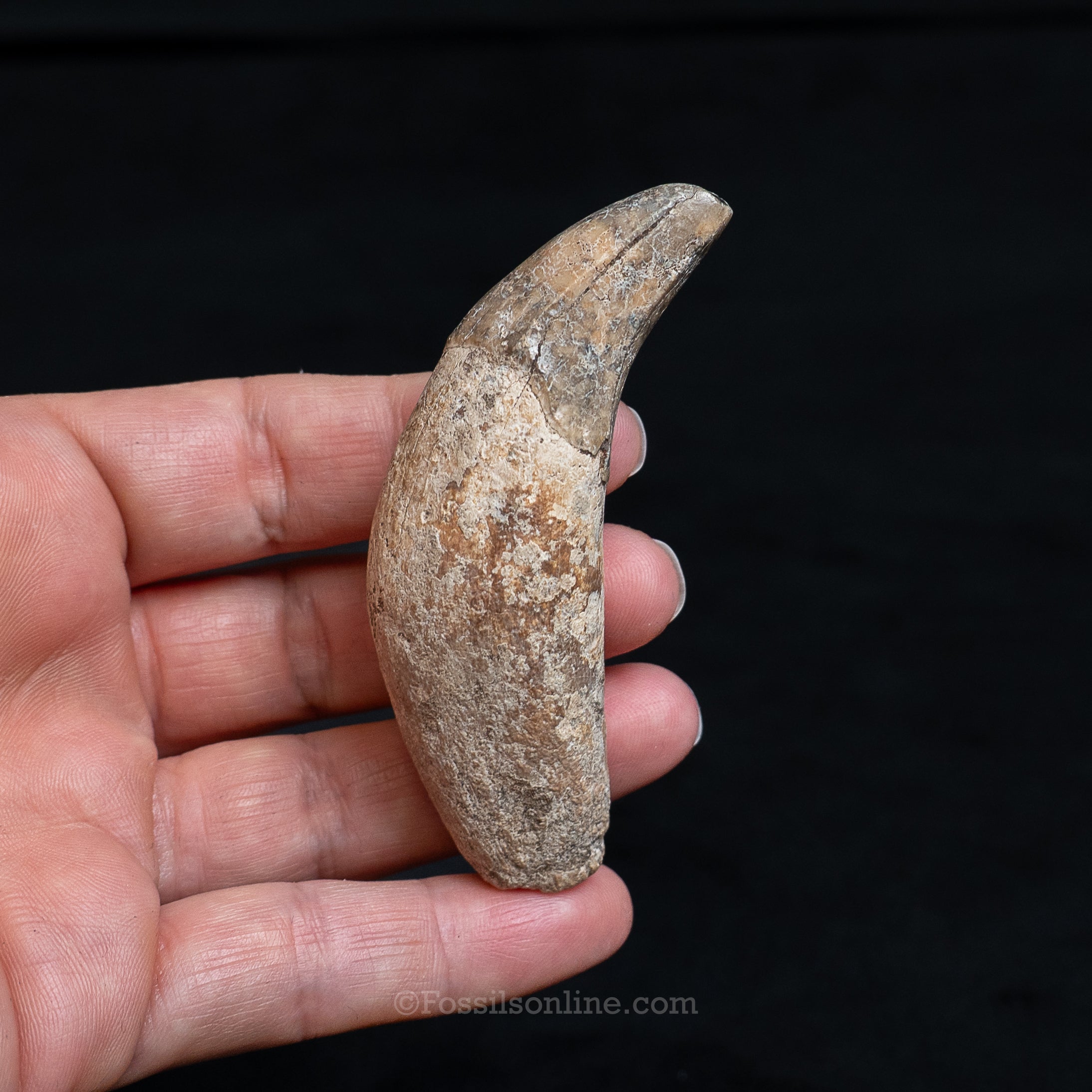 Fossil Jaguar Canine 2.94"