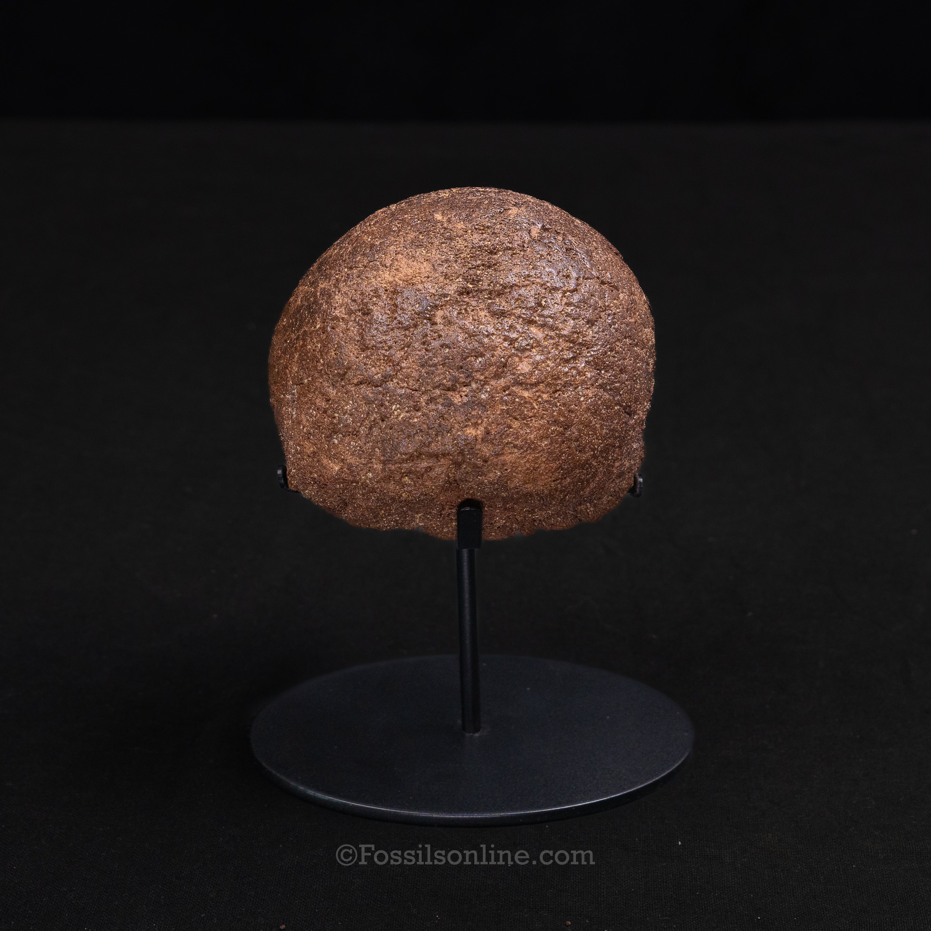 Triceratops Occipital Condyle