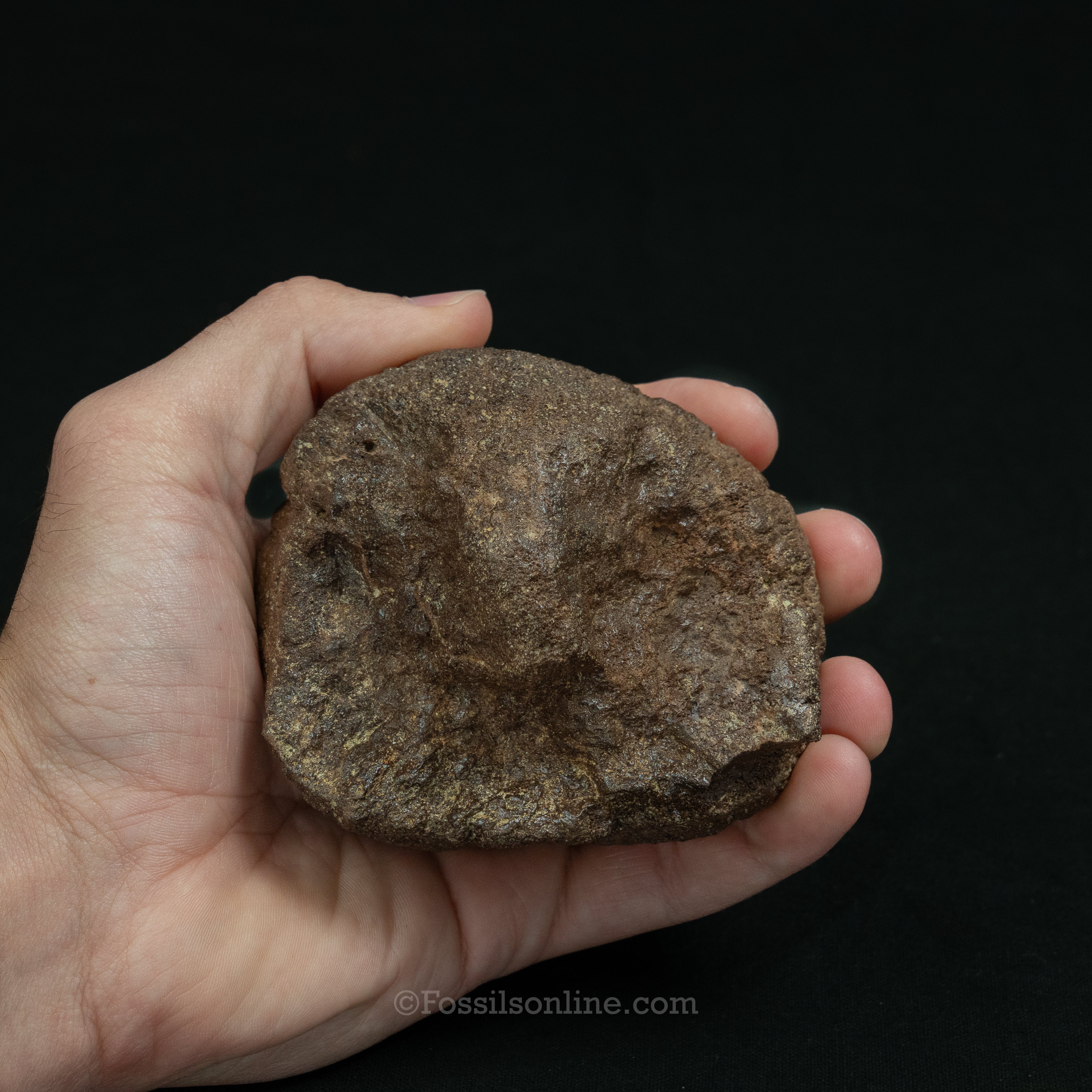 Triceratops Occipital Condyle