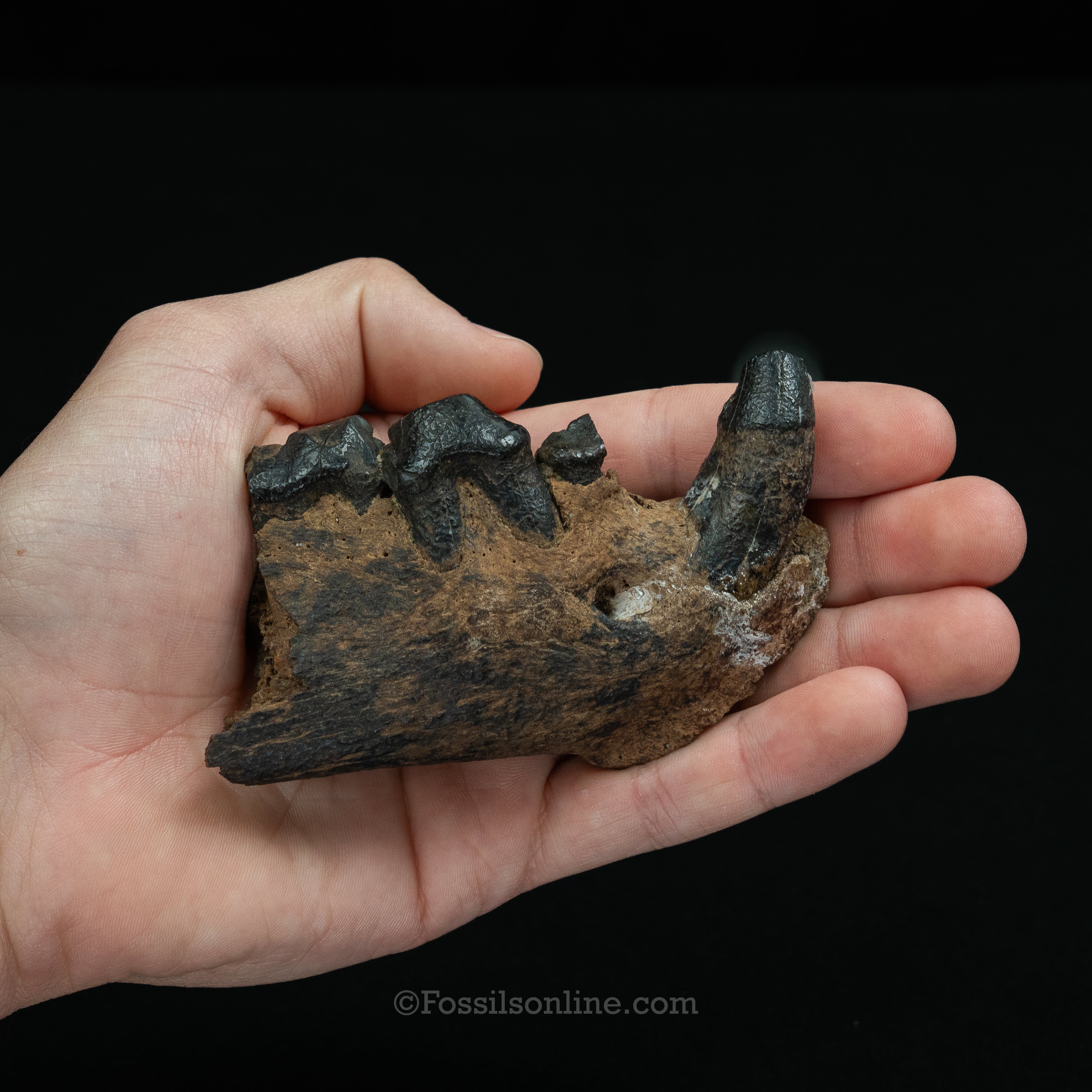 Cave Hyena Jaw with Teeth