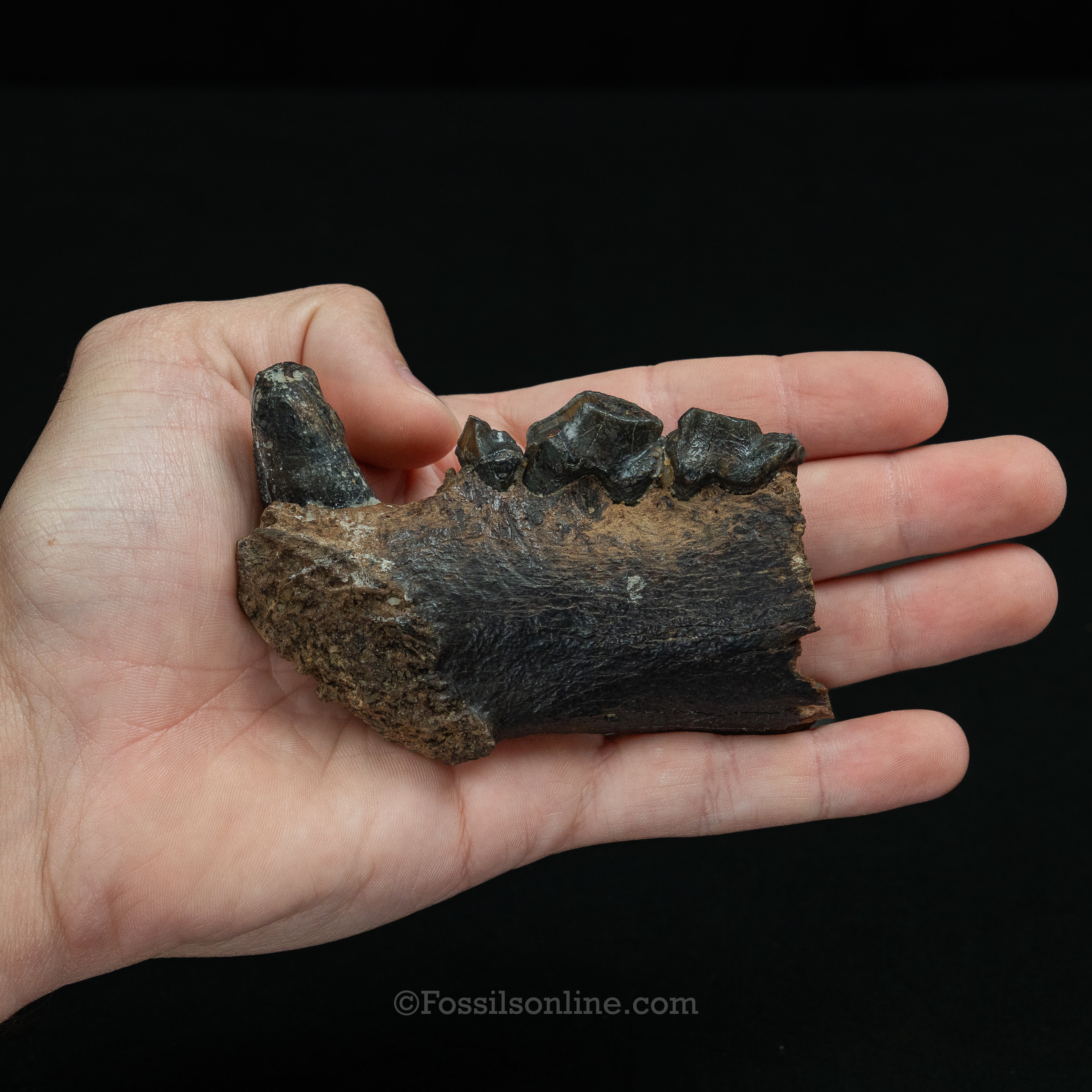 Cave Hyena Jaw with Teeth