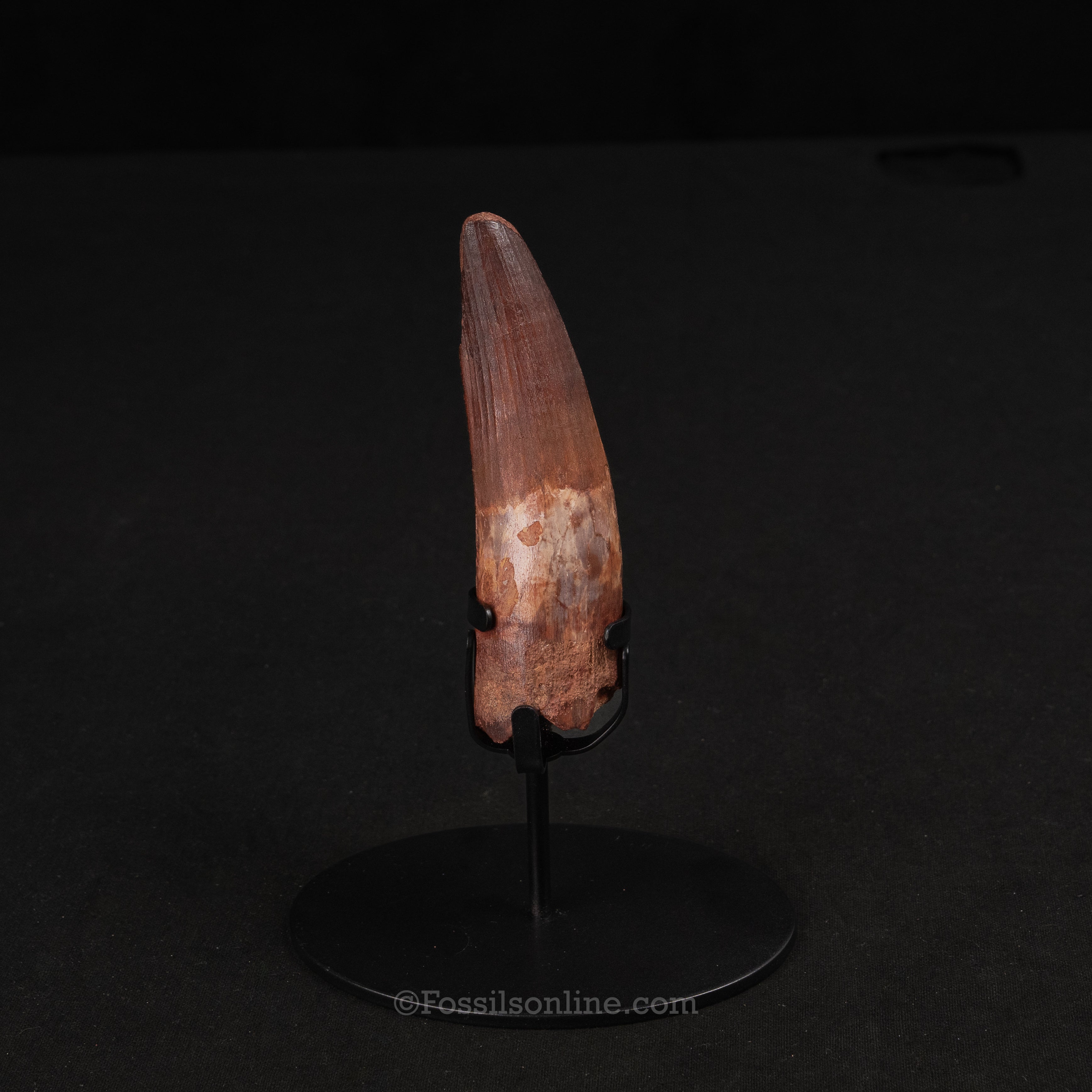 Large Spinosaurus Dinosaur Tooth 4.33"