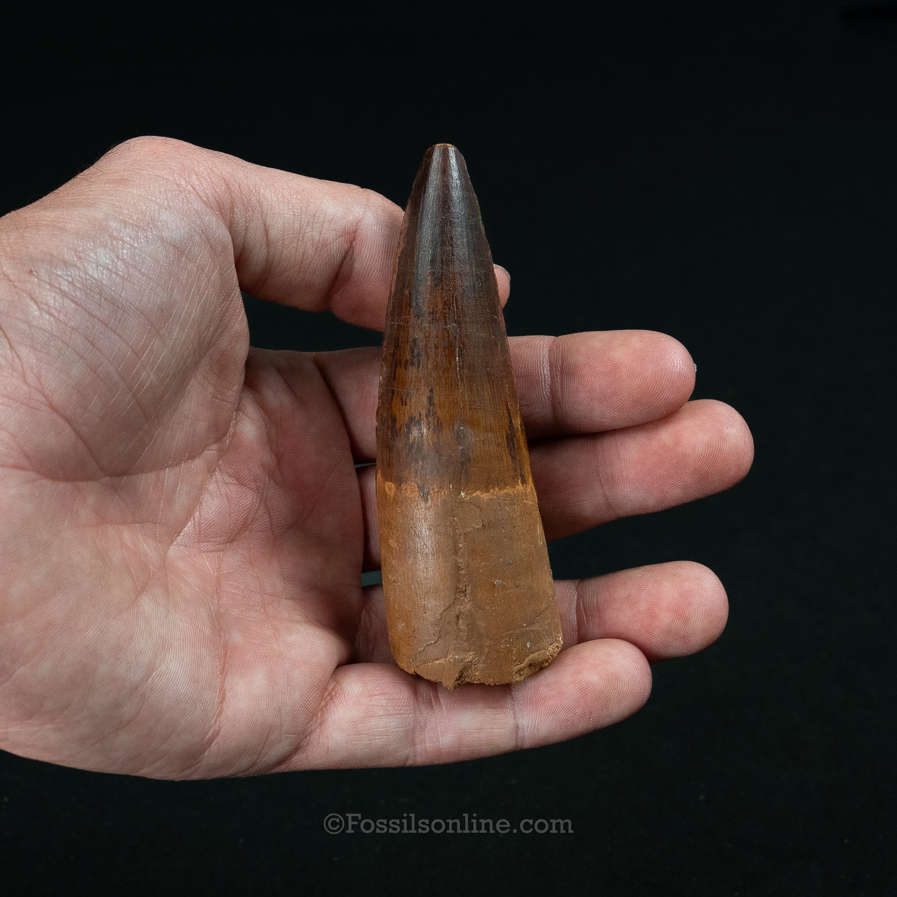 Large Spinosaurus Dinosaur Tooth 3.62"