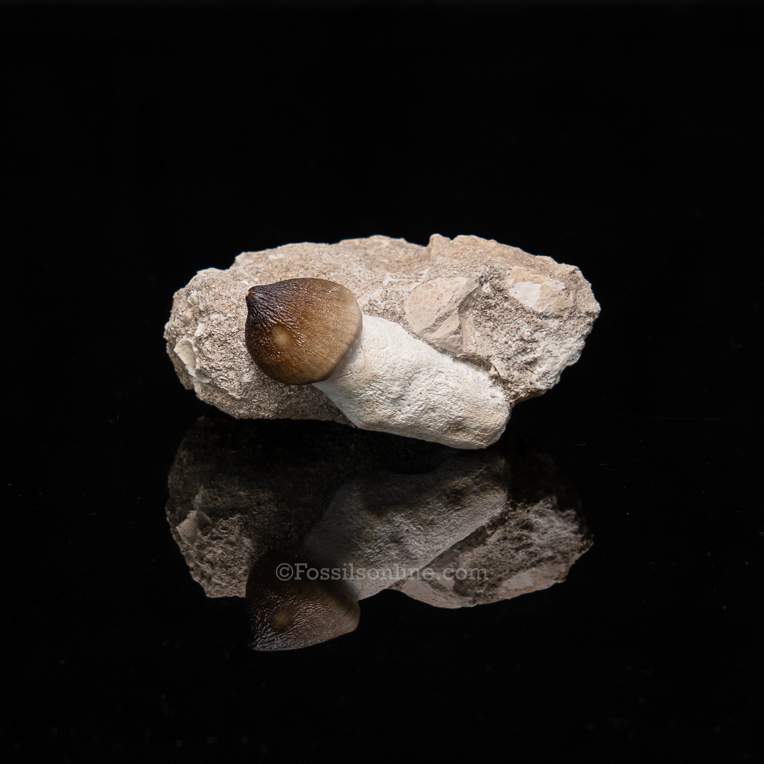 Globidens Tooth in Matrix