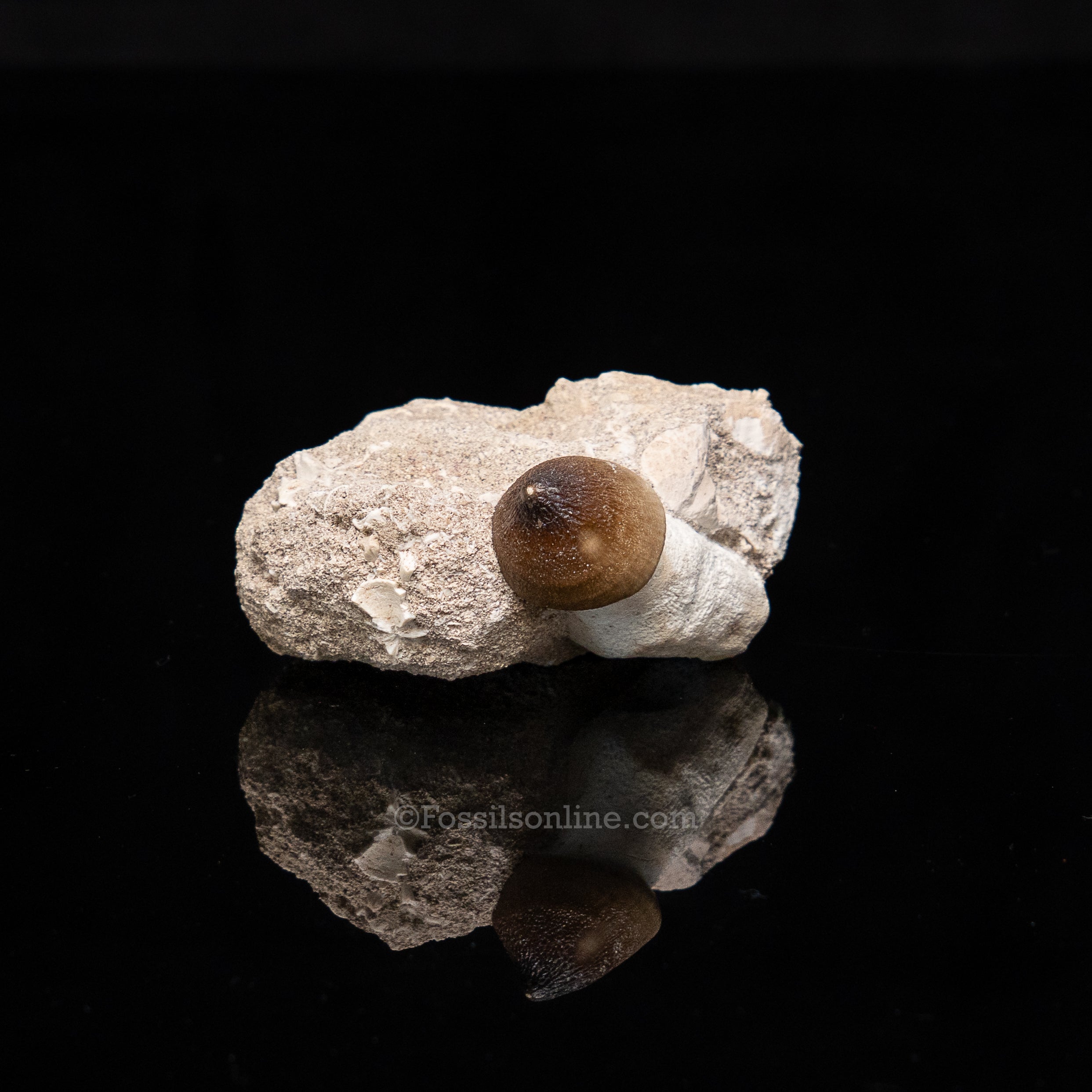 Globidens Tooth in Matrix