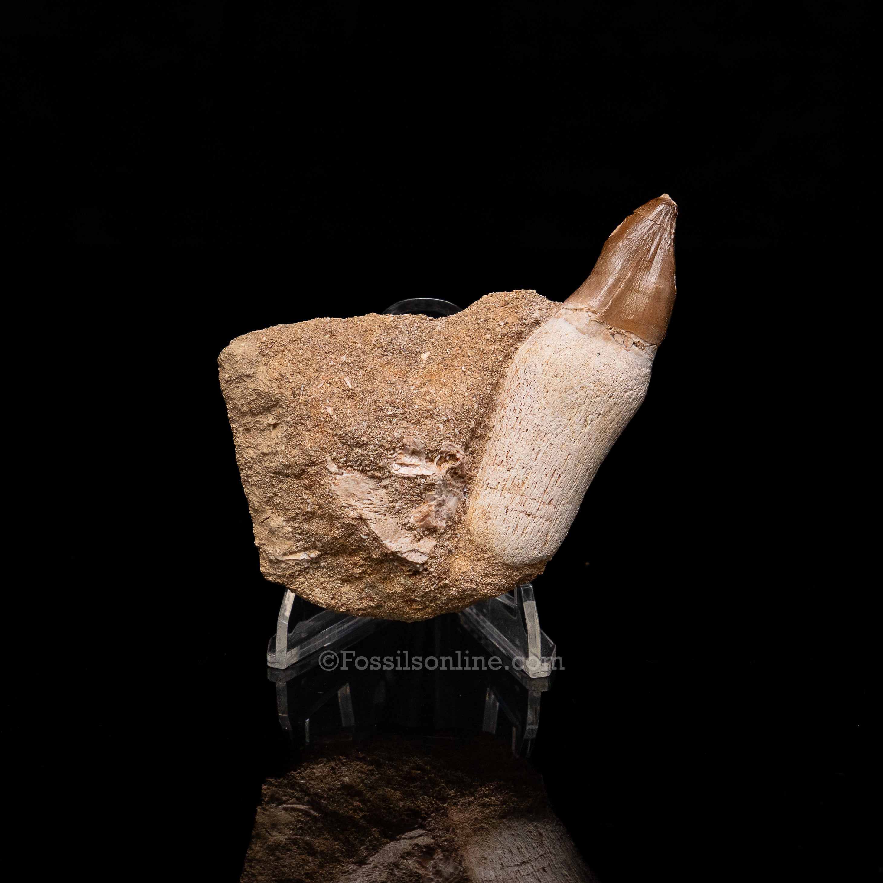 Mosasaurus Tooth in Matrix