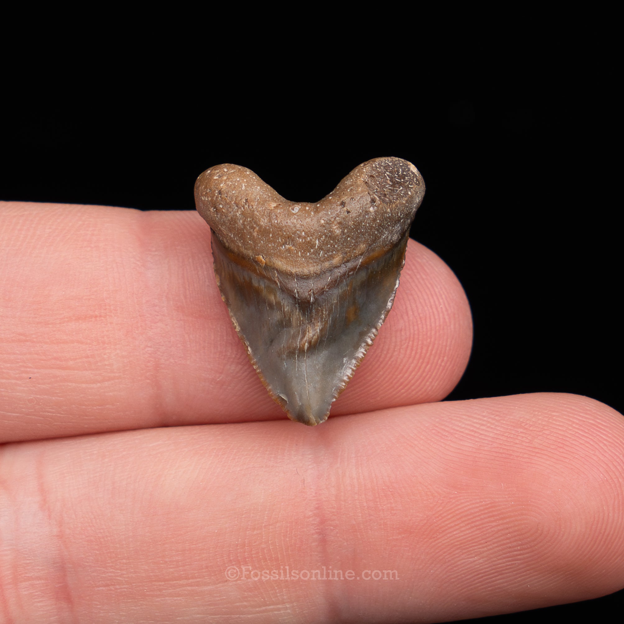 Venice Newborn Megalodon .88"