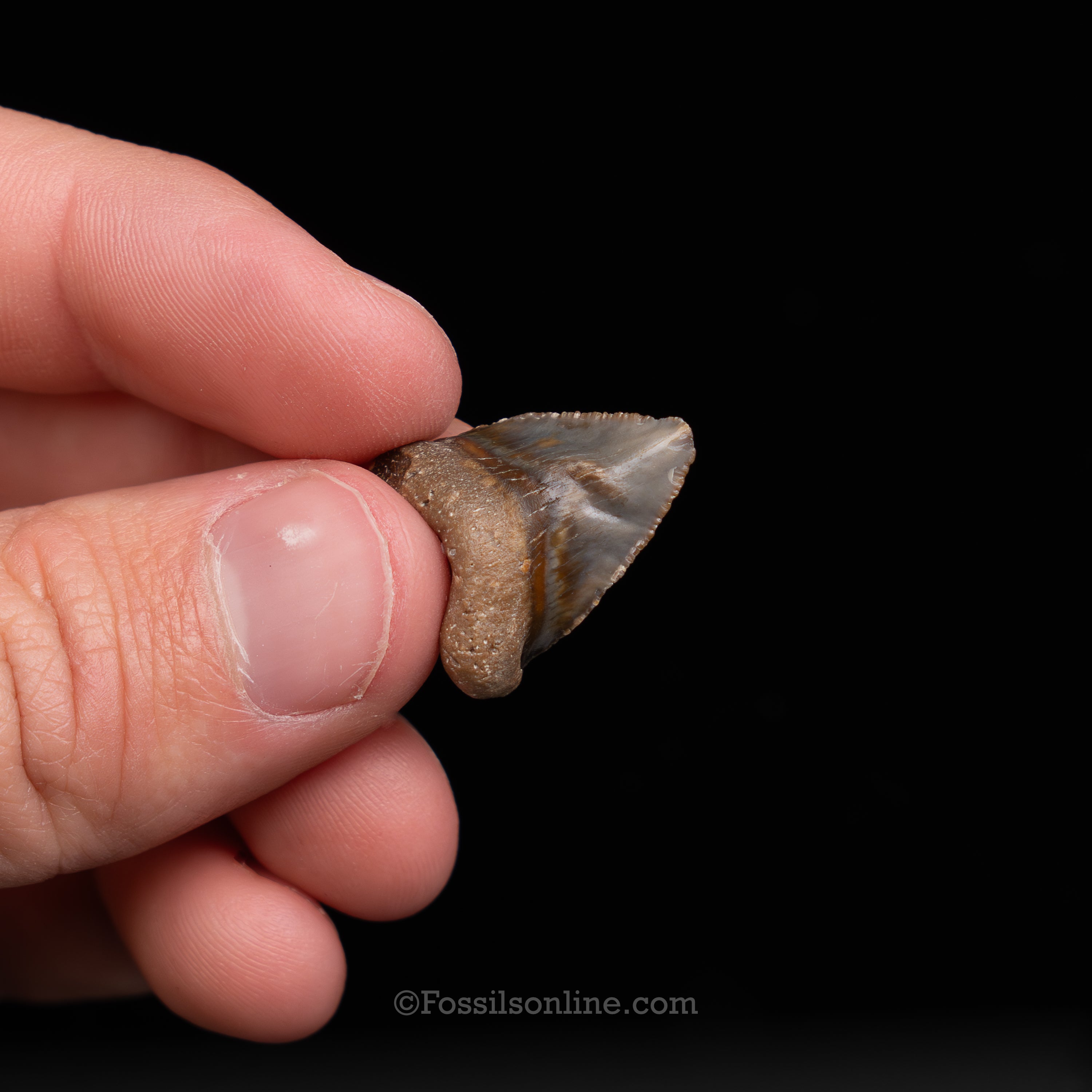 Venice Newborn Megalodon .88"