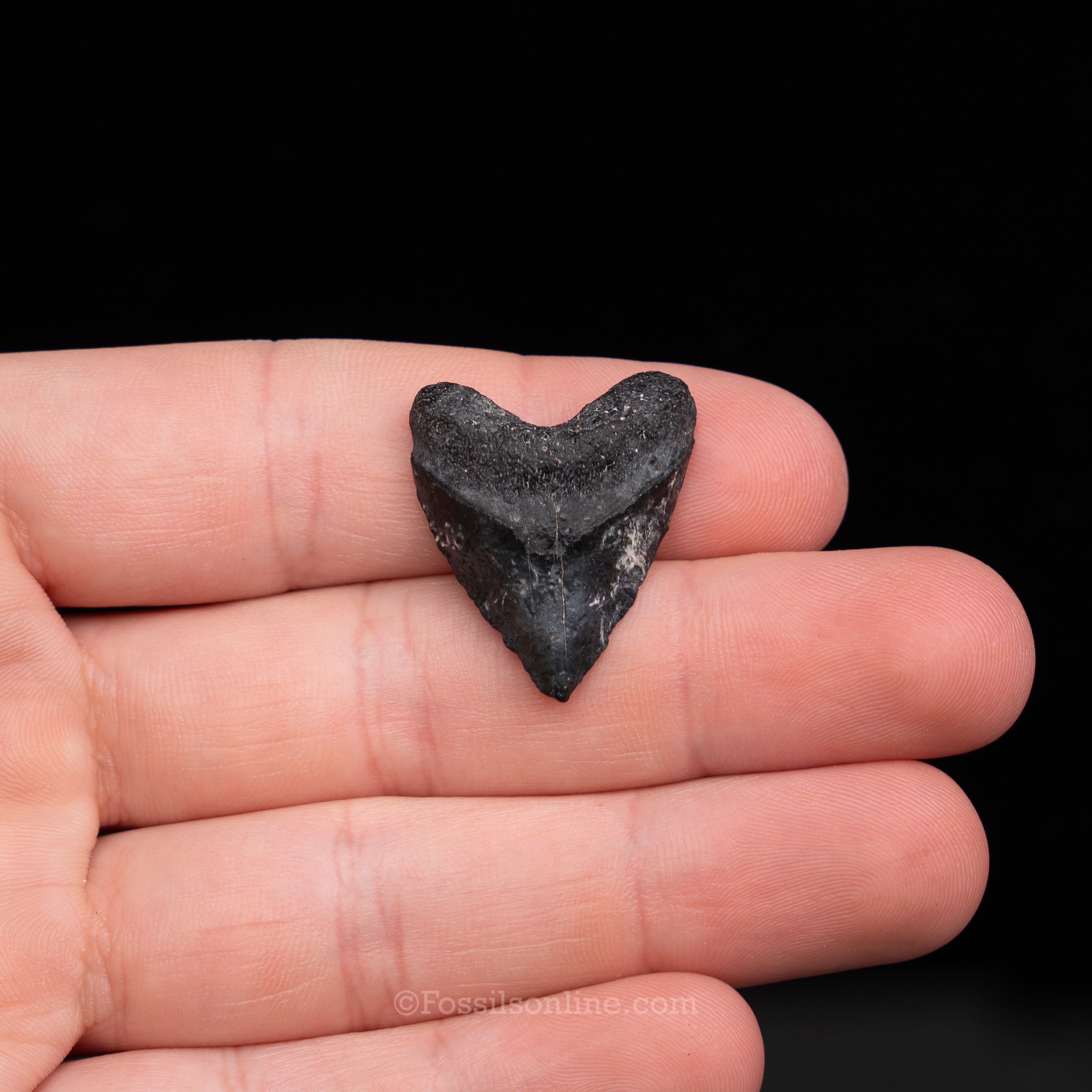 Venice Juvenile Megalodon 1.08"