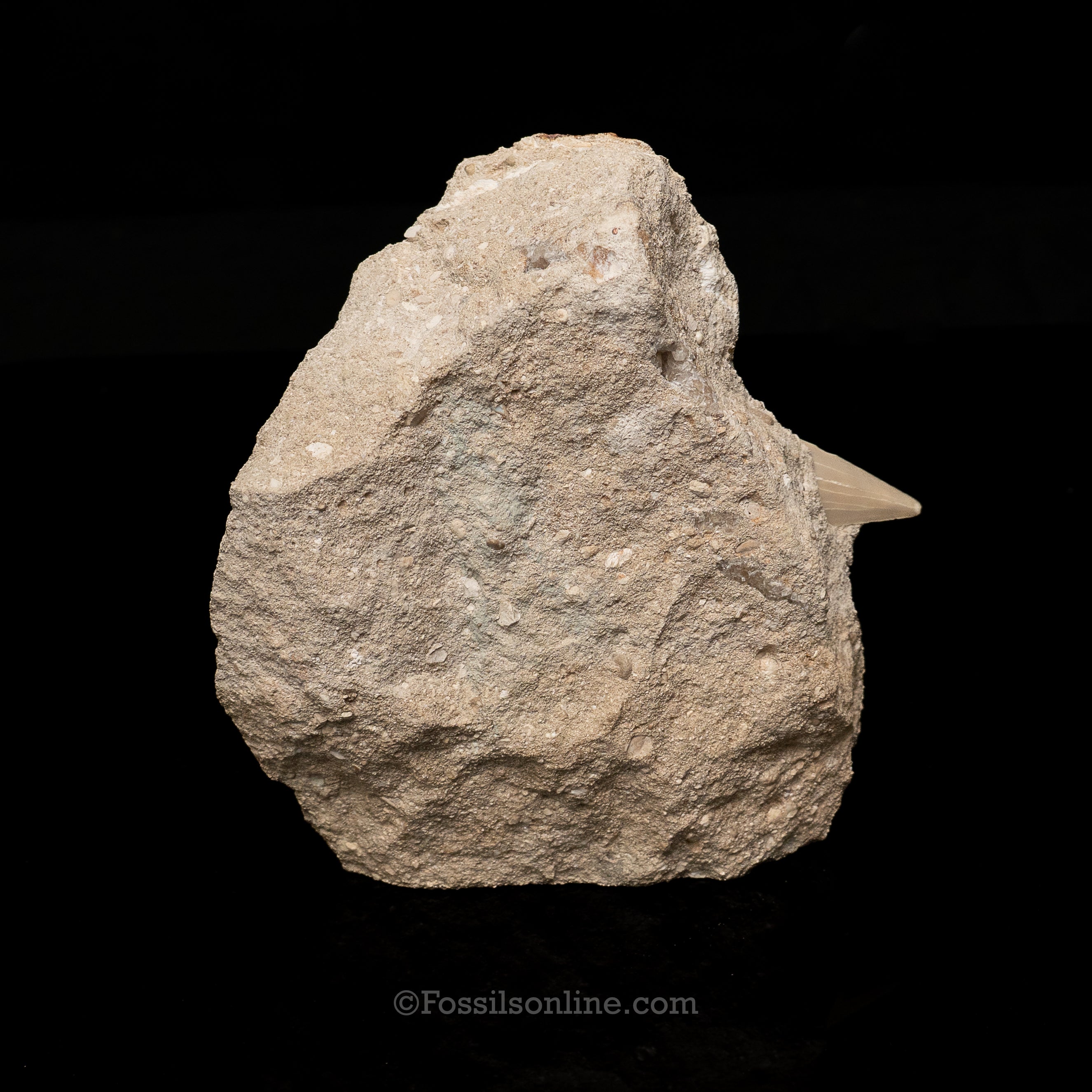 Otodus in Original Matrix