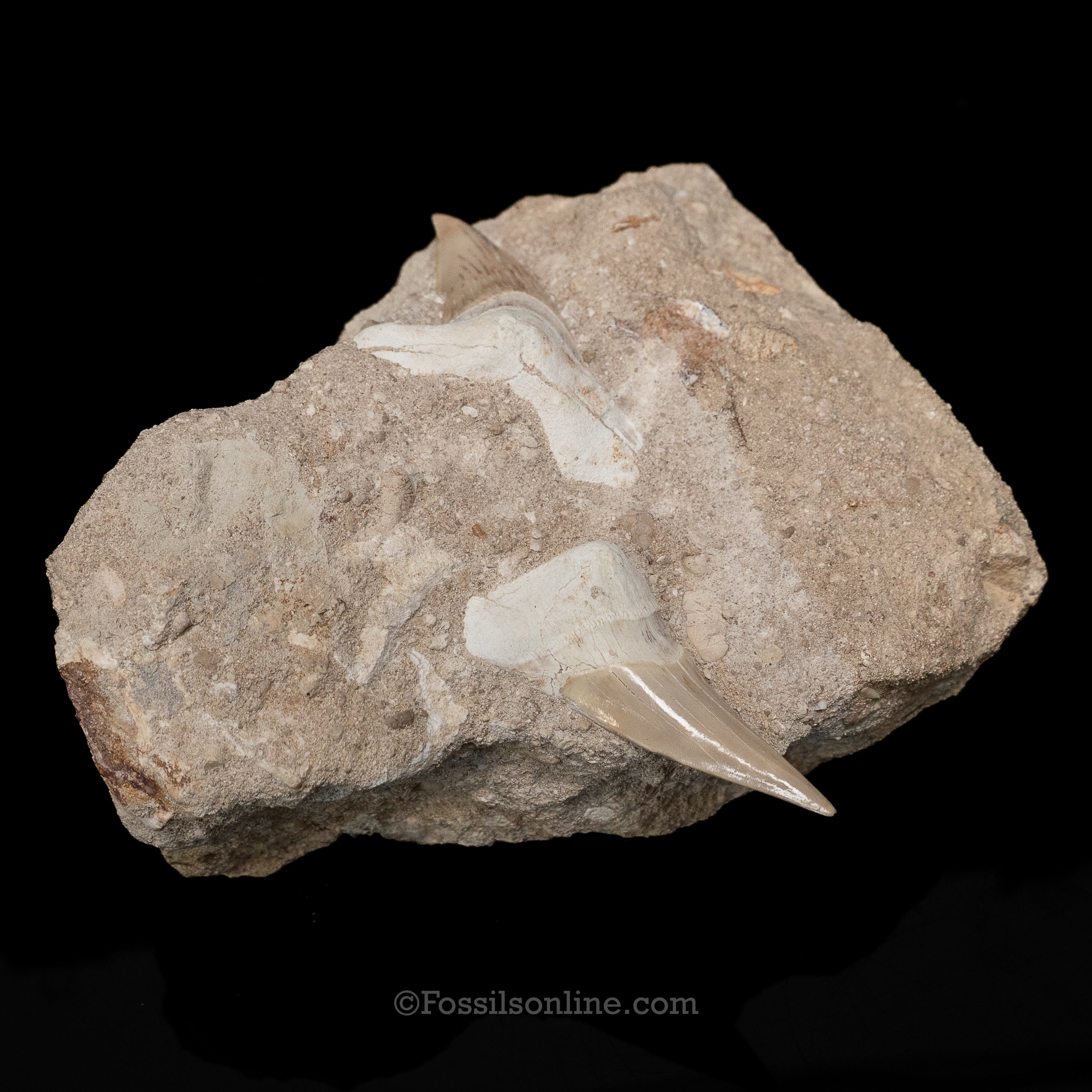 Otodus in Original Matrix