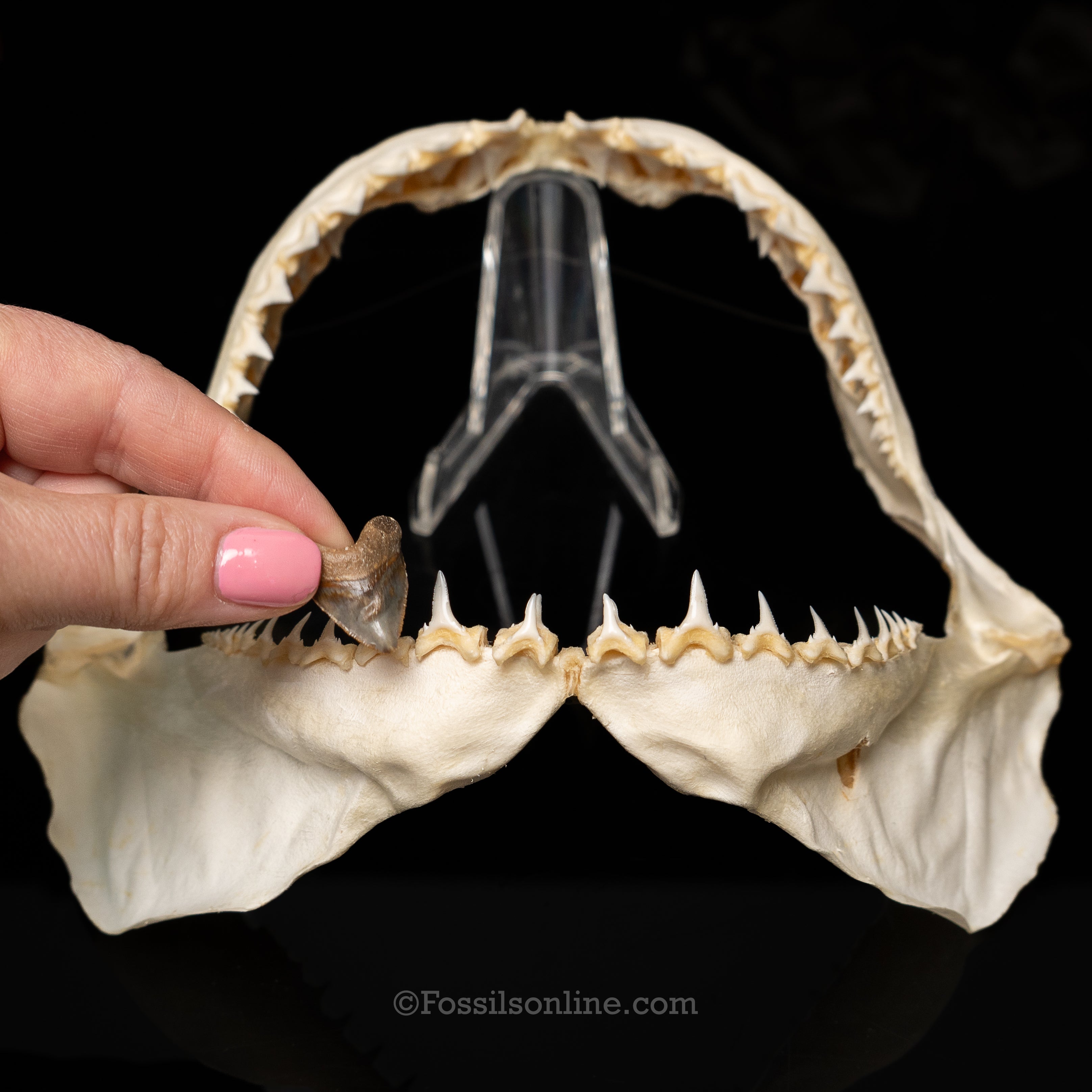 Venice Newborn Megalodon .88"