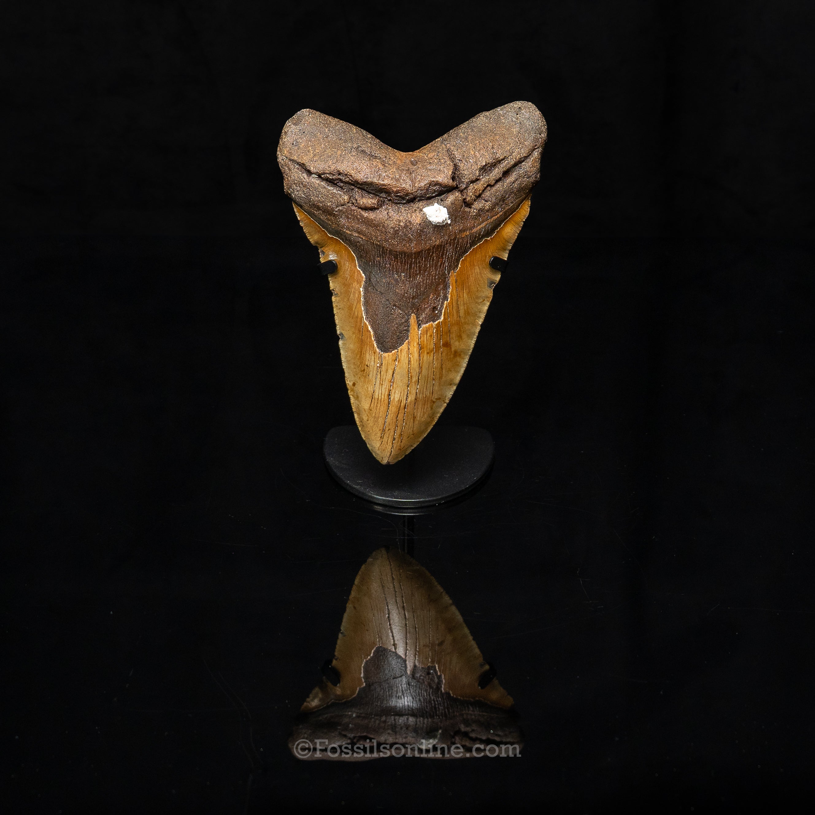 North Carolina Megalodon 6.43"