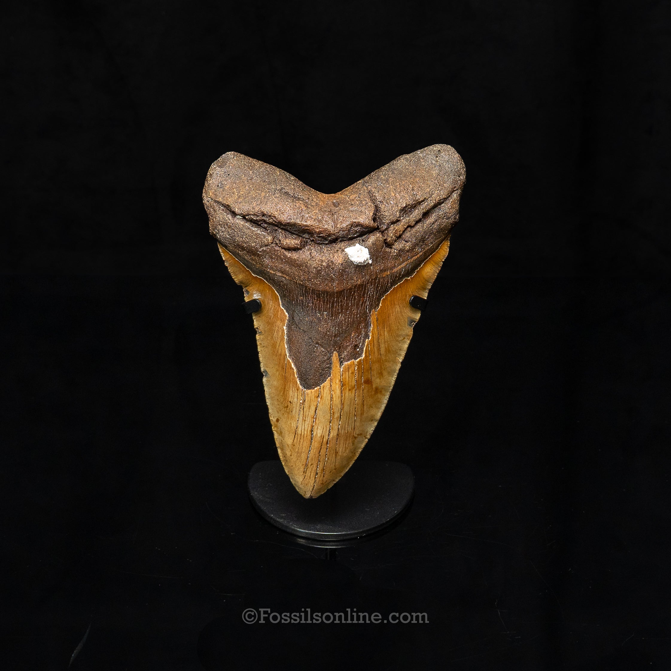 North Carolina Megalodon 6.43"