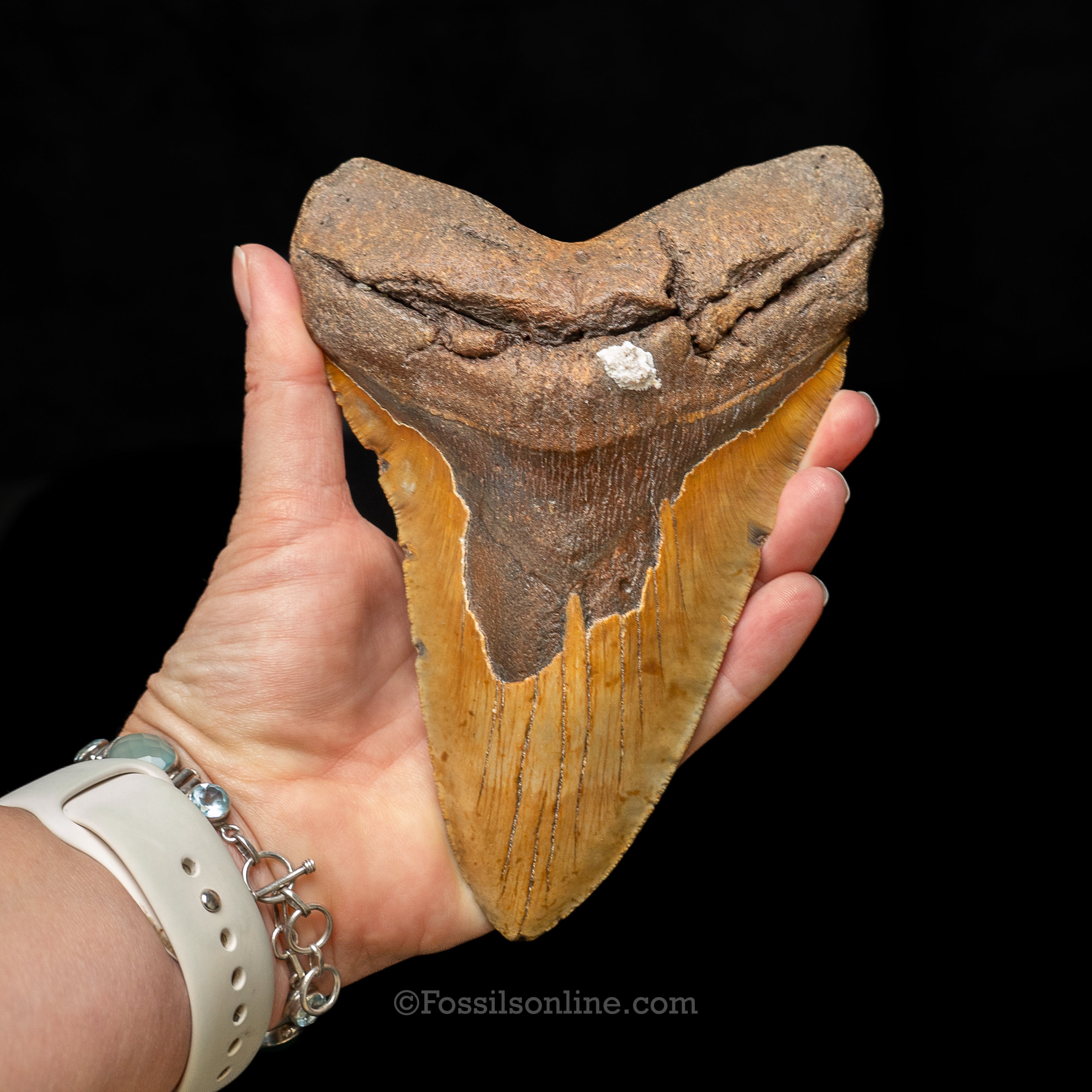 North Carolina Megalodon 6.43"