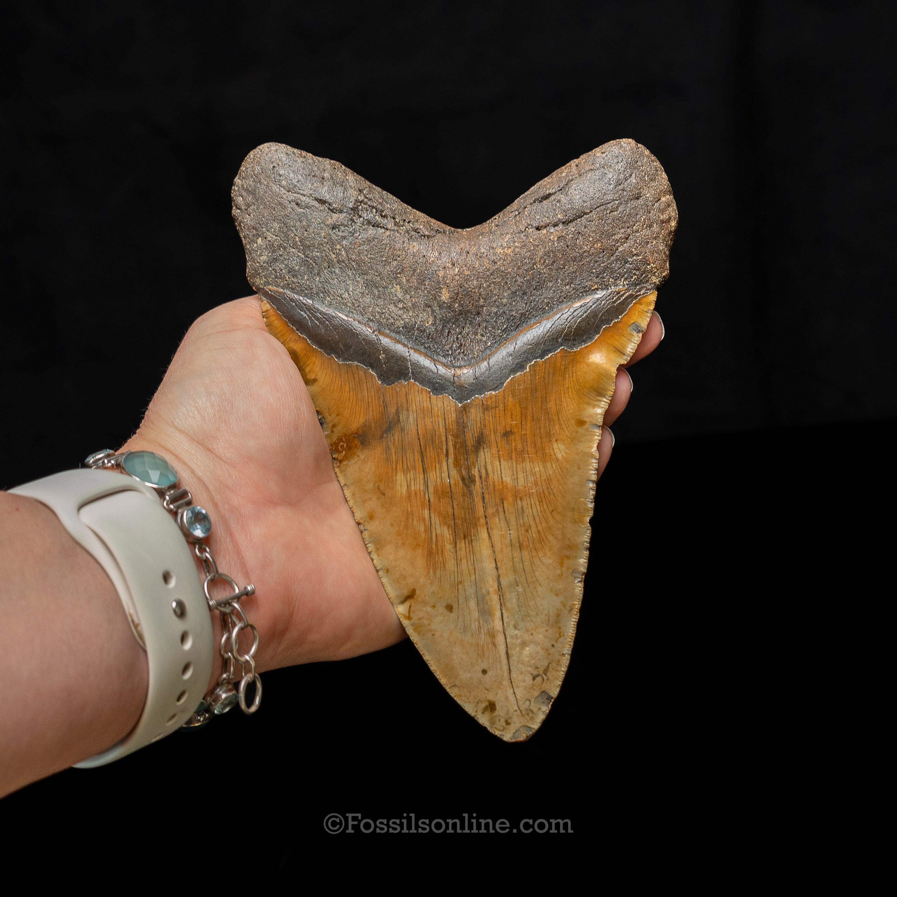 North Carolina Megalodon 6.43"