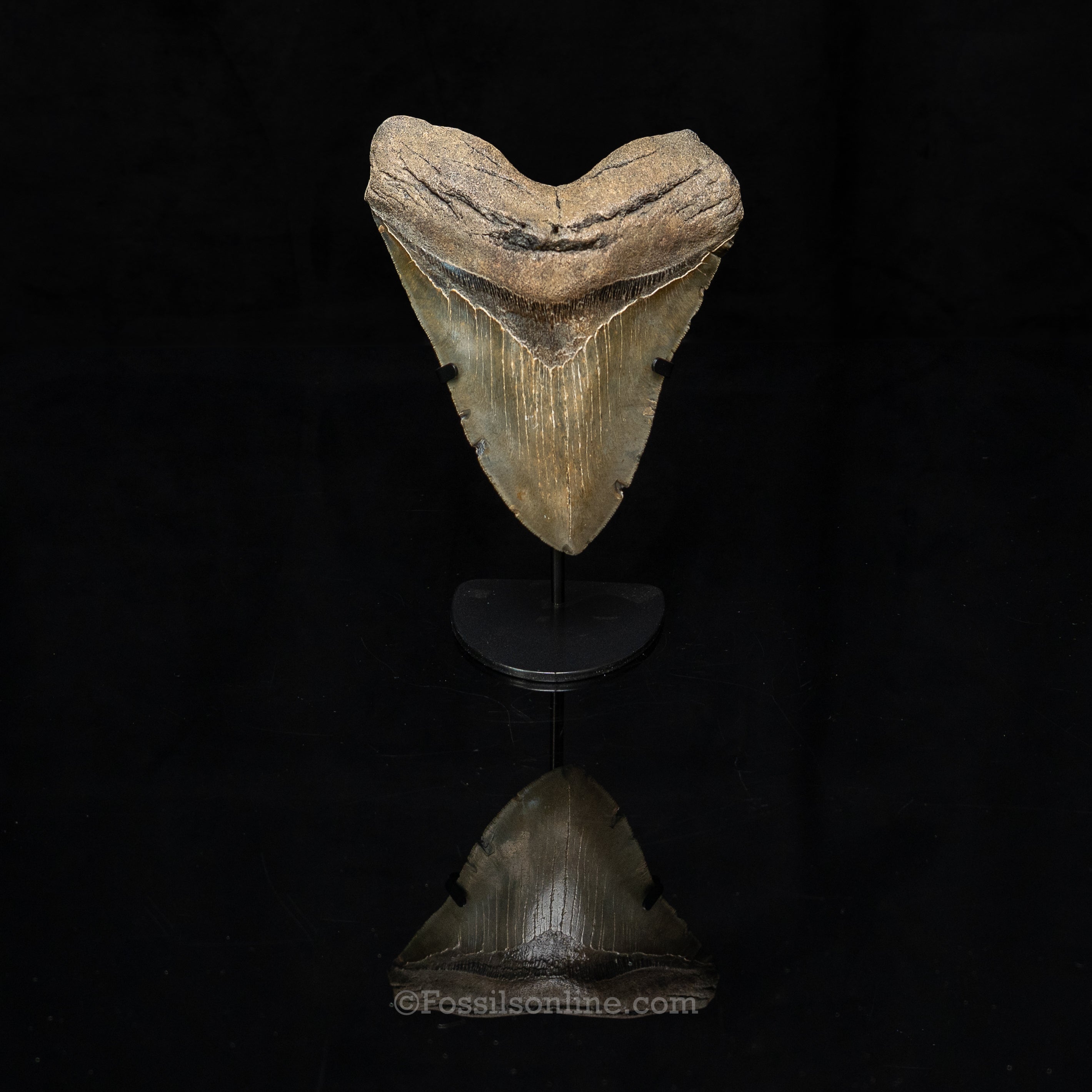 North Carolina Megalodon 6.36"