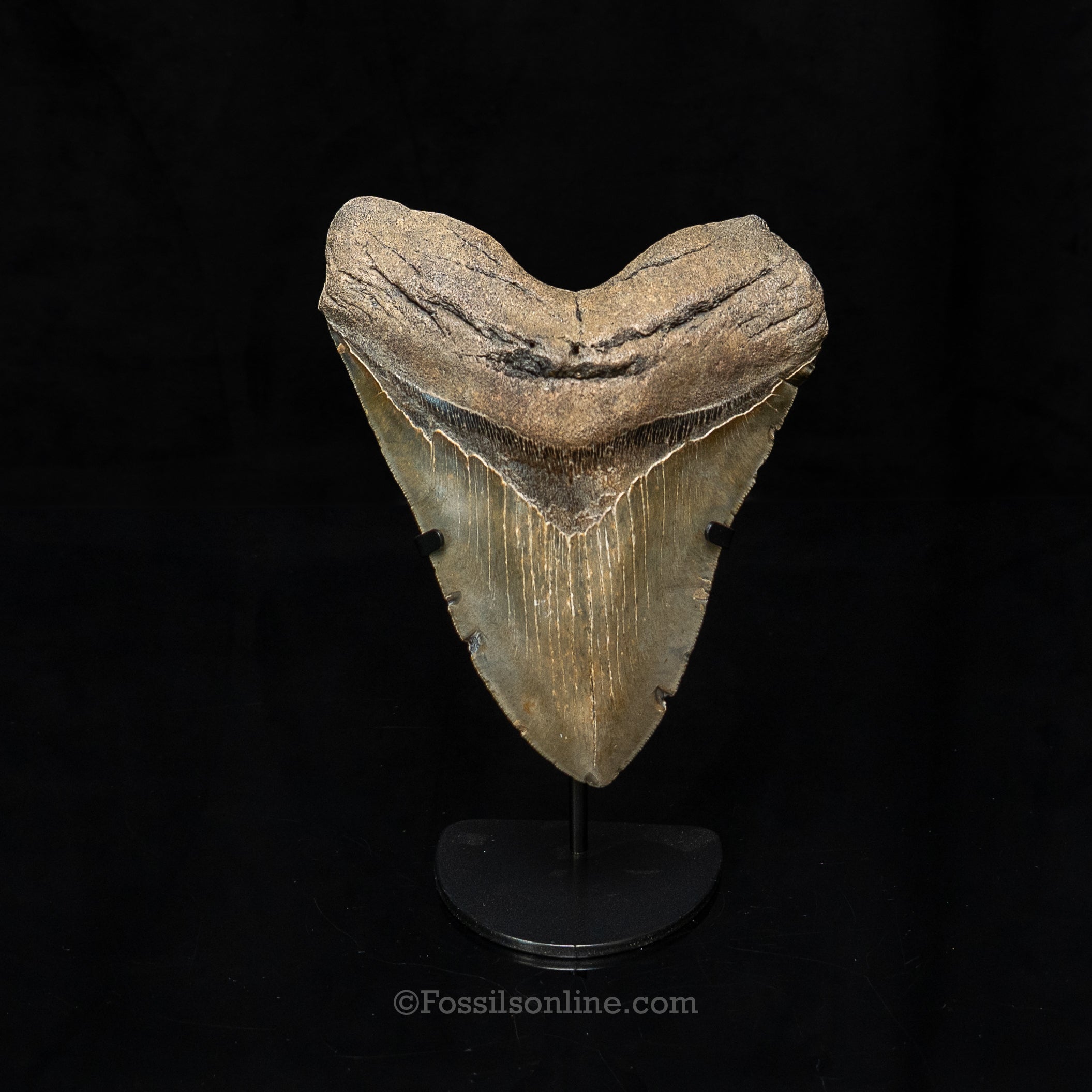 North Carolina Megalodon 6.36"